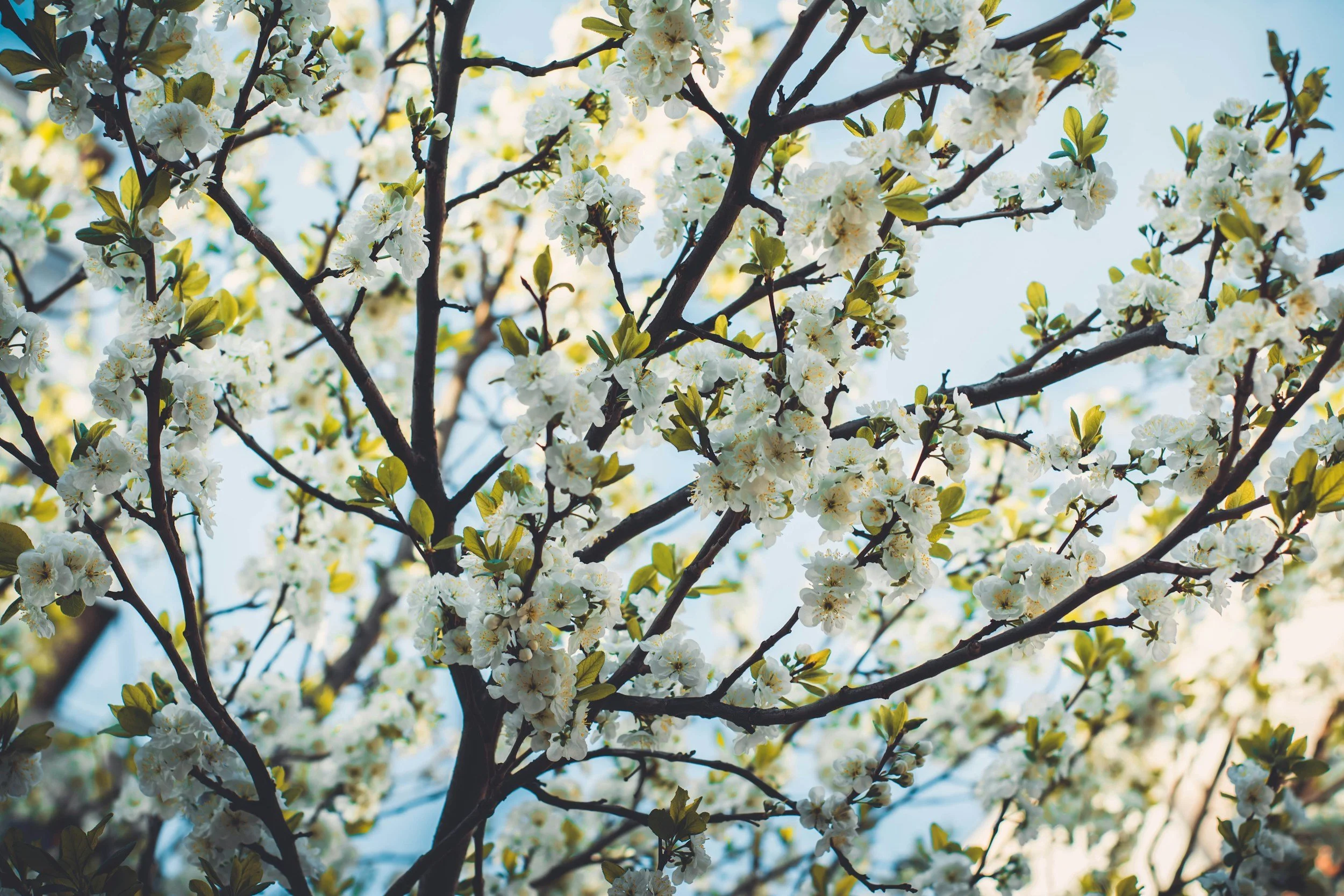 Tree with white blossoms and green leaves against a blue sky.