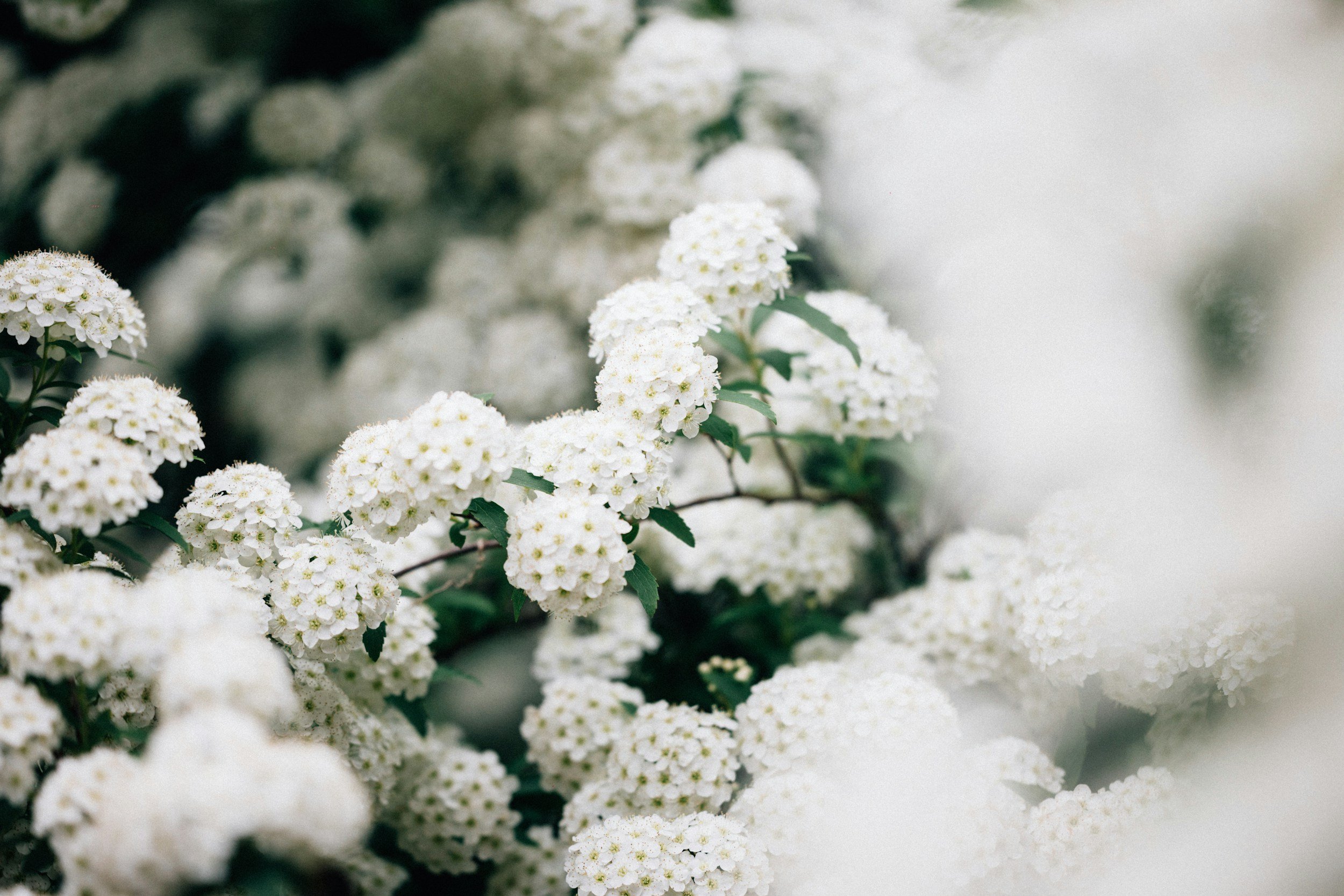 Delicate white flowers representing new beginnings and the founding philosophy behind Carolina Trauma Recovery's trauma therapy practice in North Carolina