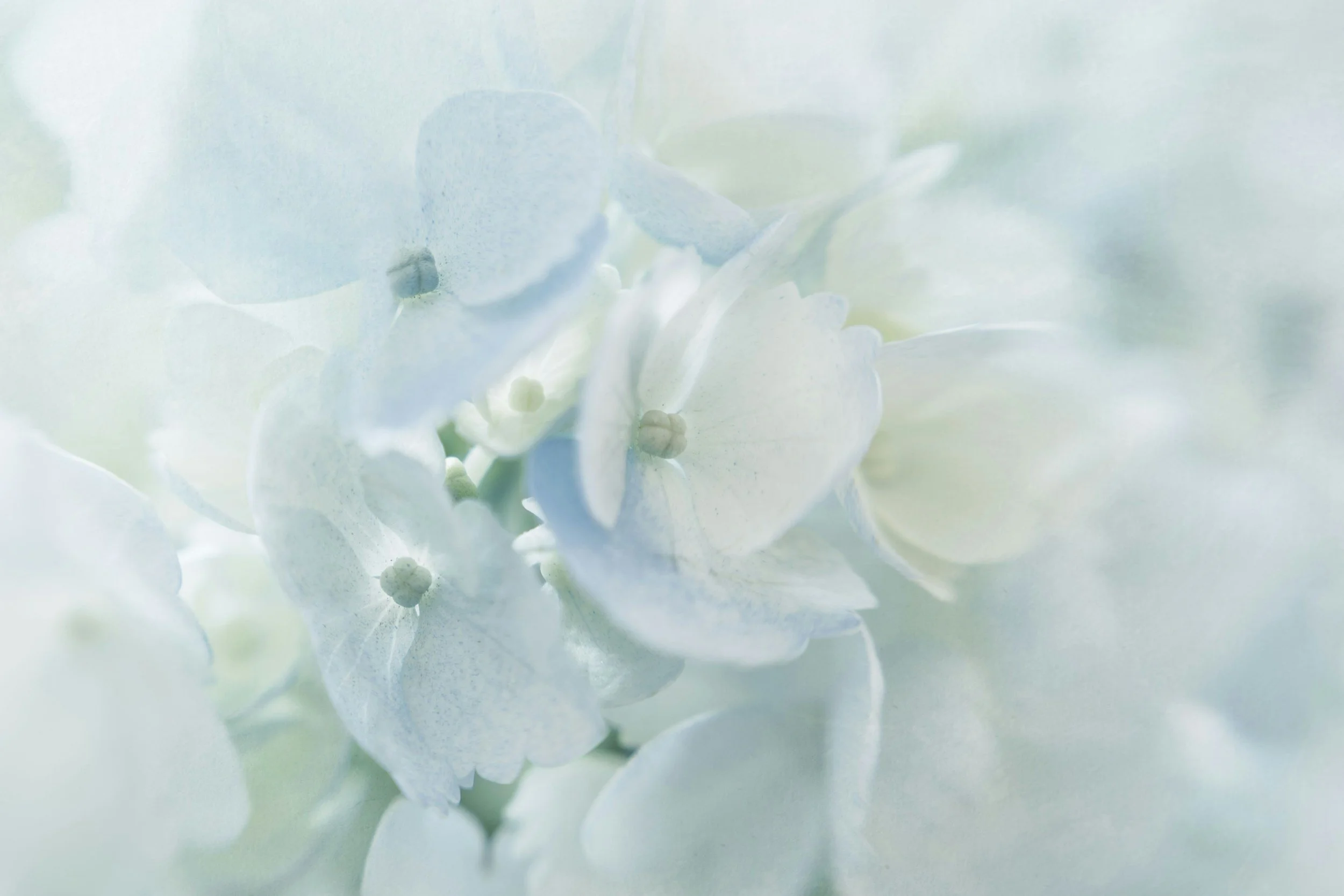 Delicate blue and white flowers symbolizing healing, resilience, and recovery from trauma