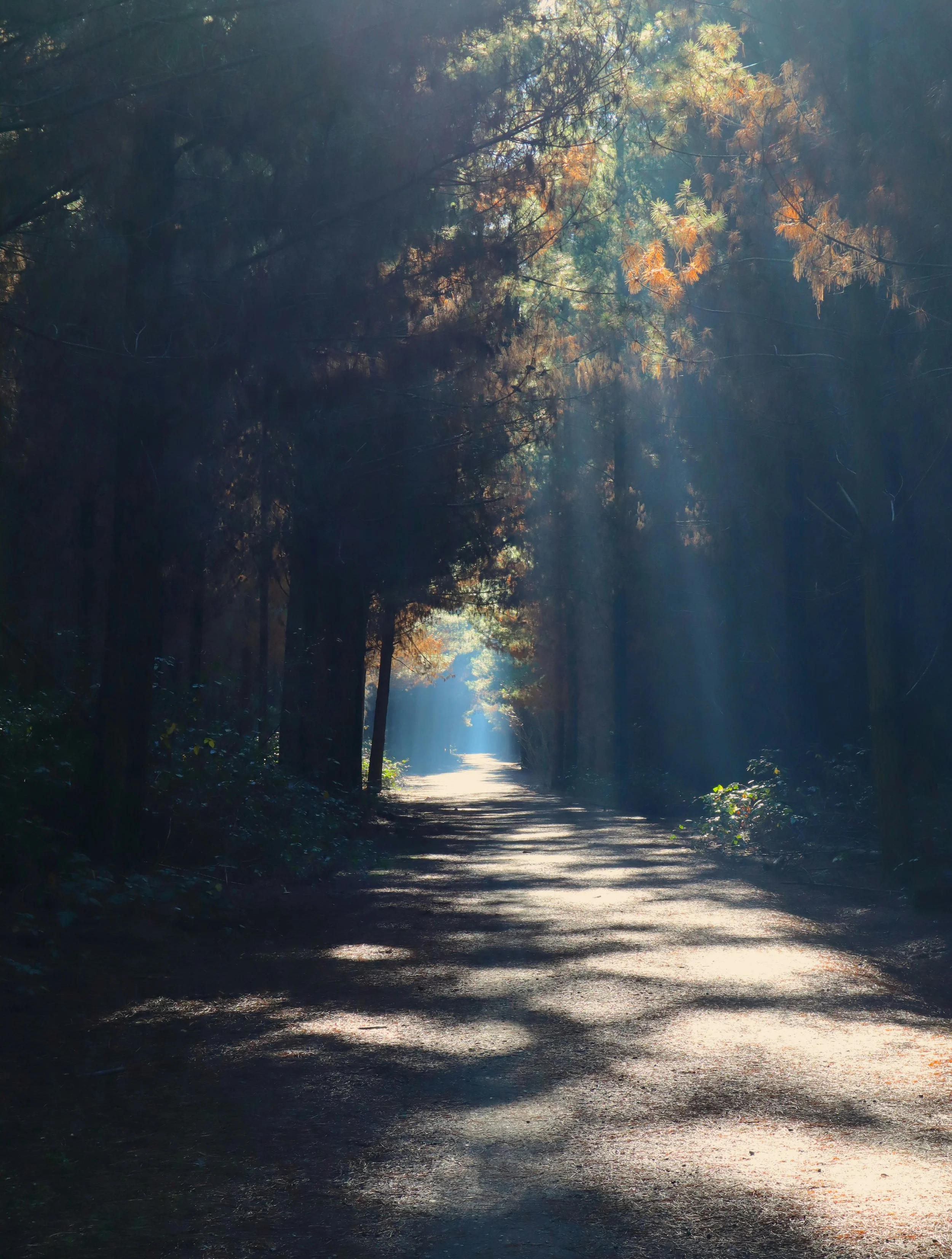 Forest path representing hope and healing through complex trauma therapy for adults in North Carolina.