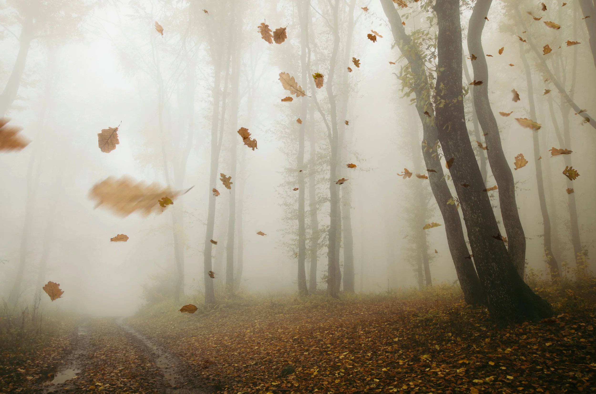 Climate, Direction, and Balance in Ayurveda