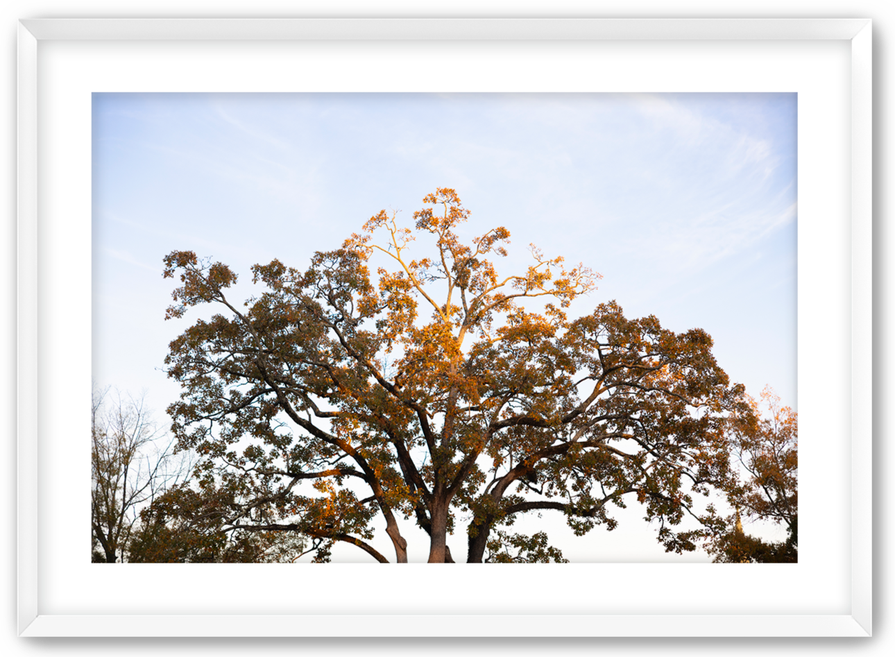 Sunlight hitting the top of a large tree during fall