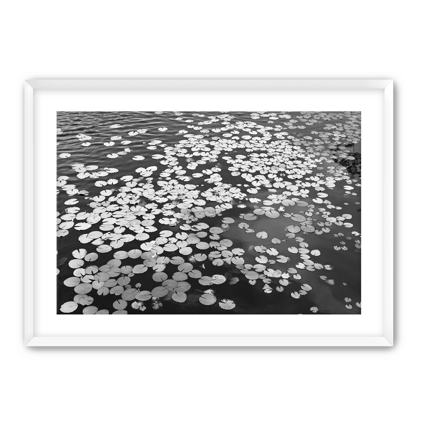 Lily+Pads+White+Frame.png