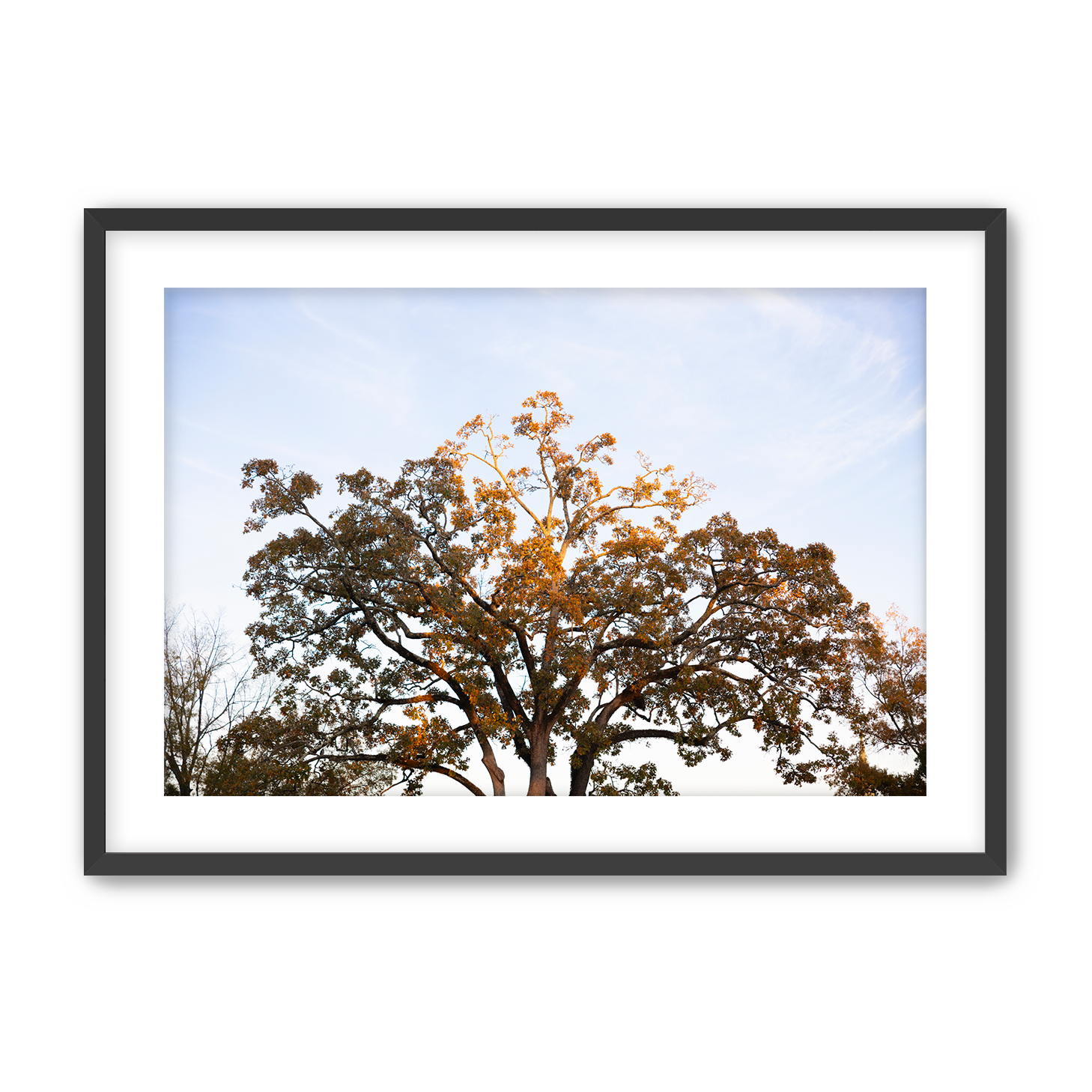 Fall+Tree+Black+Frame.png