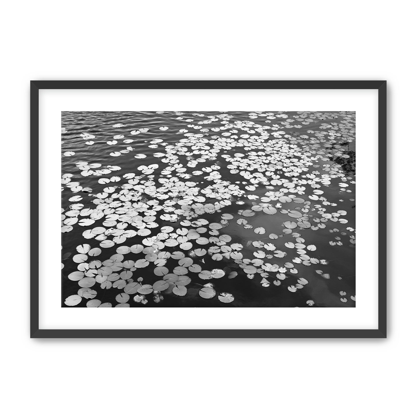 Lily+pads+Black+Frame.png