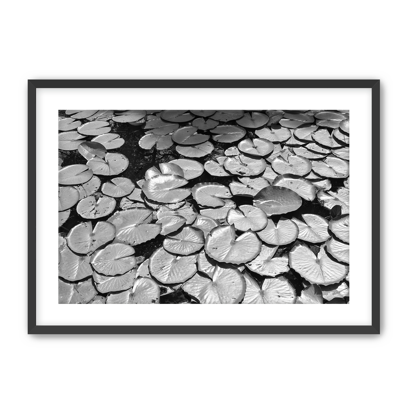 Lily+Pads+2+Black+Frame.png