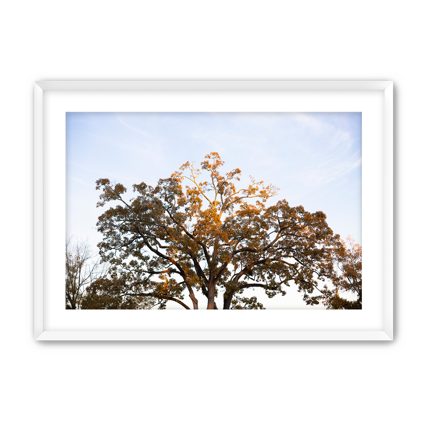 Fall+Tree+White+Frame.png