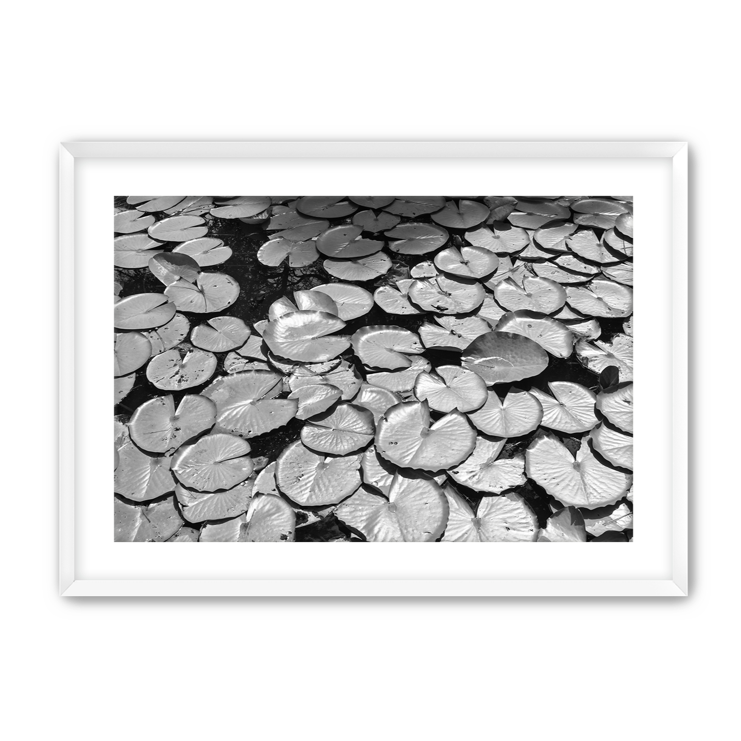 Lily+Pads+2+White+Frame.png
