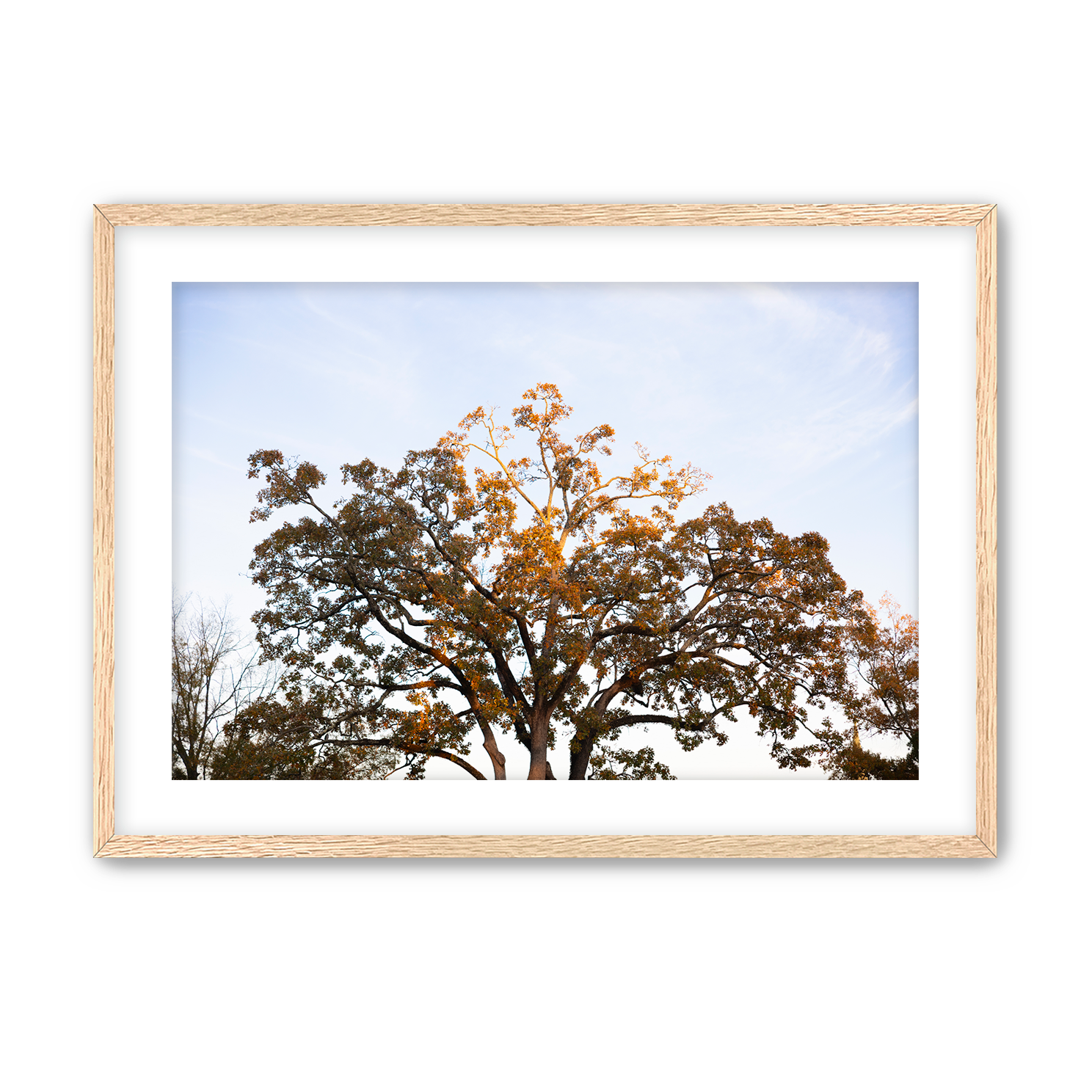 Fall+Tree+Natural+Frame.png