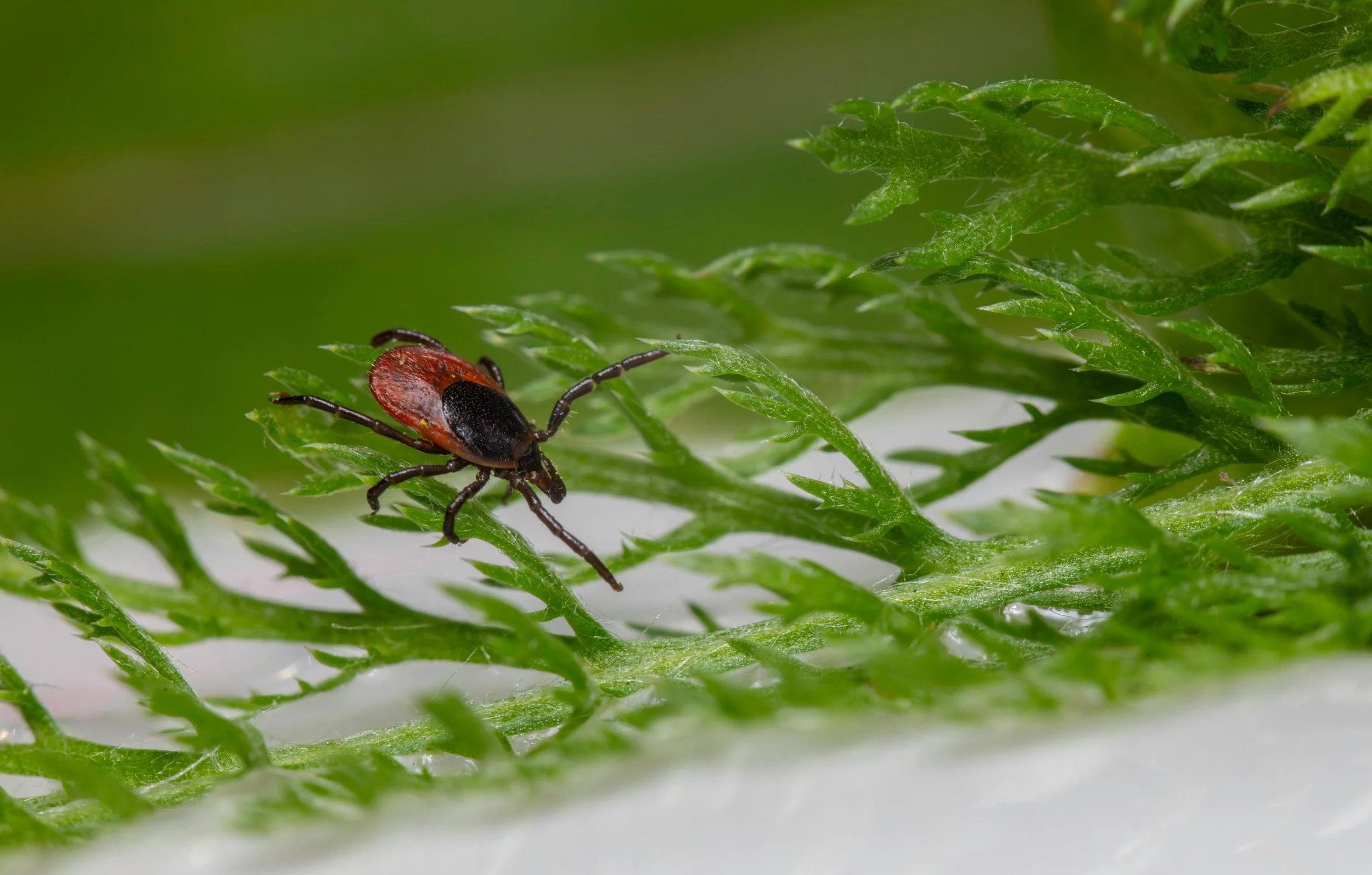 Kambo and Lyme Disease