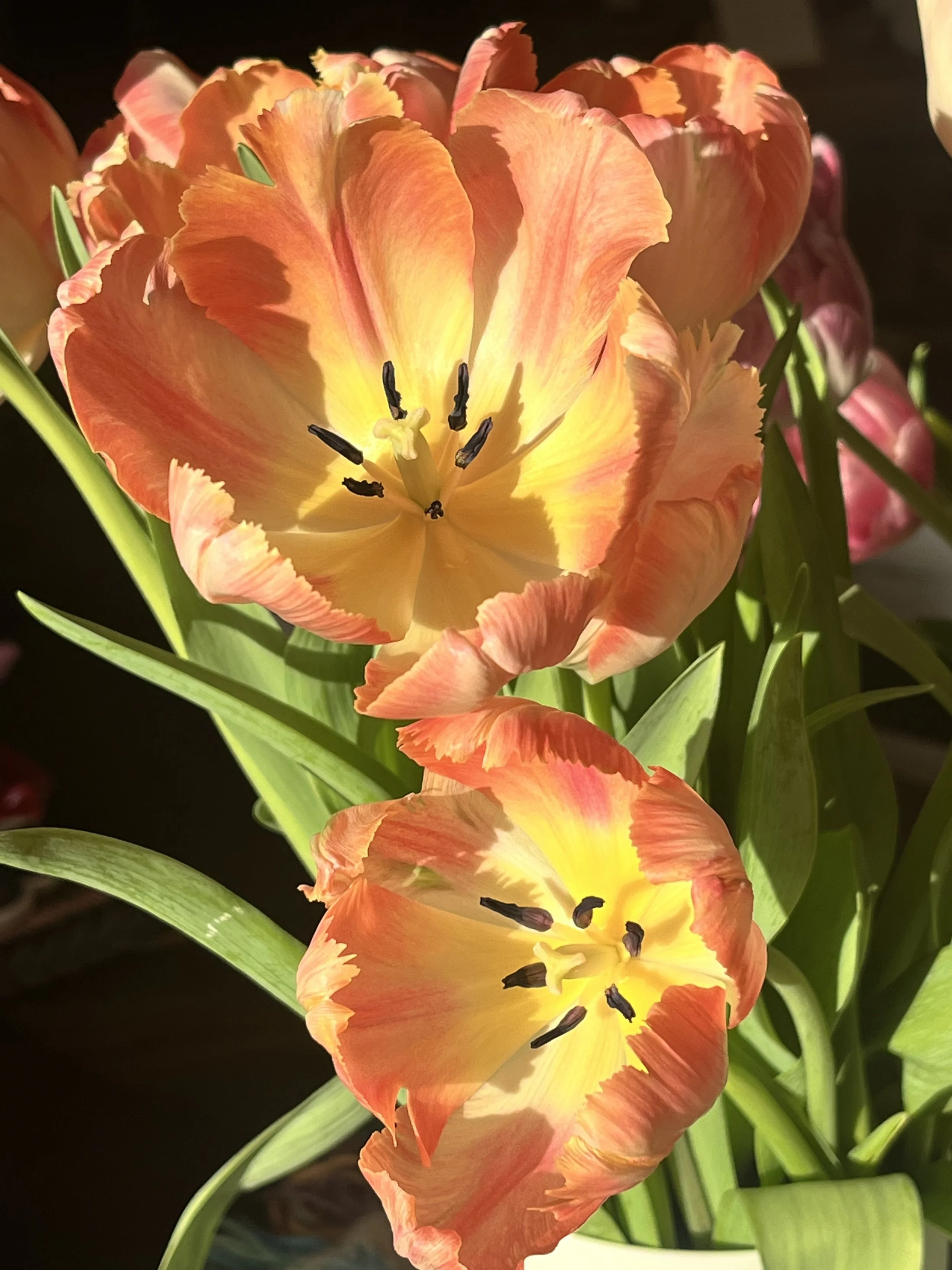 IMG_2121.jpeg
