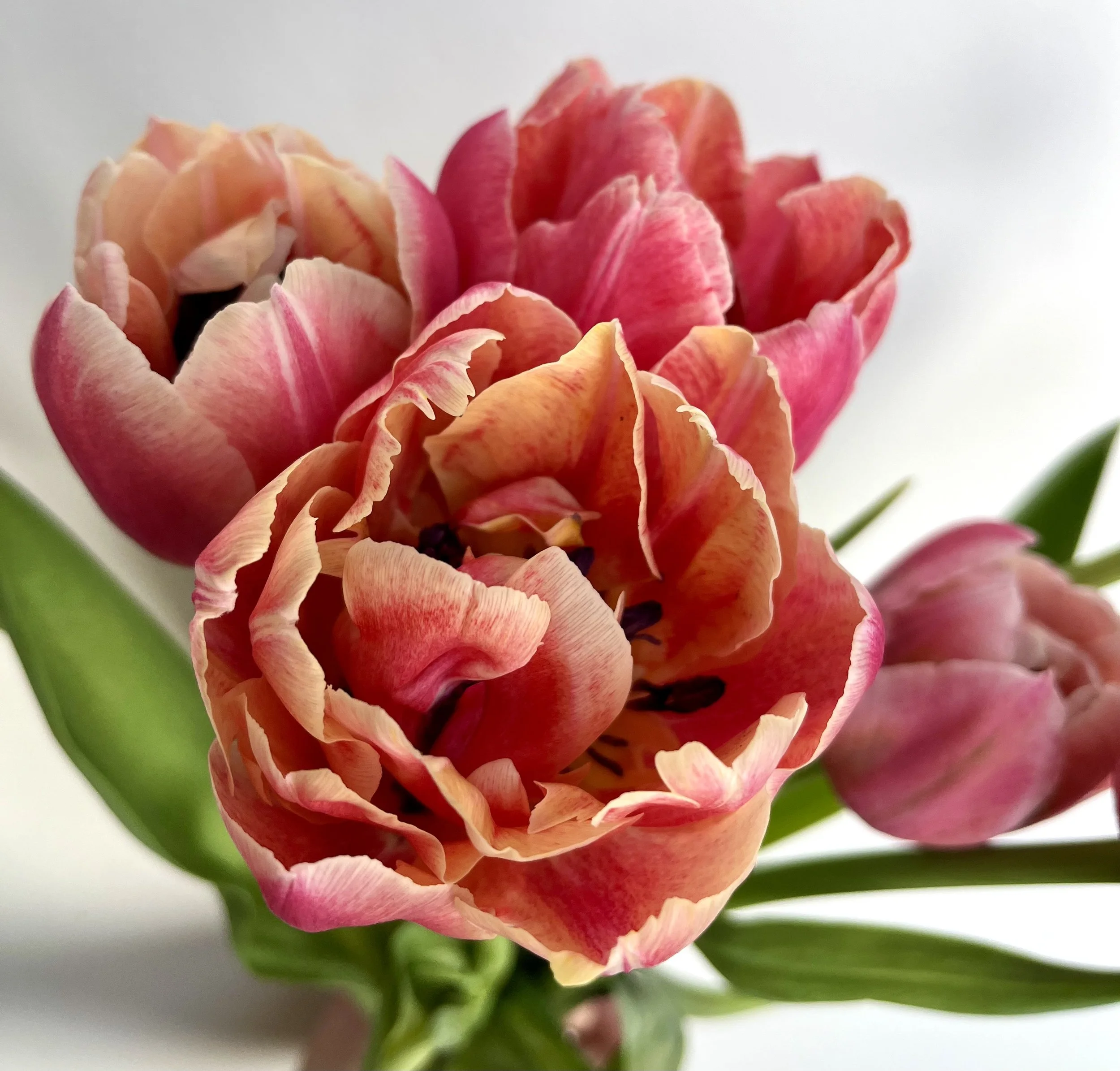 2026 JANUARY Bunny Love Tulip Subscription