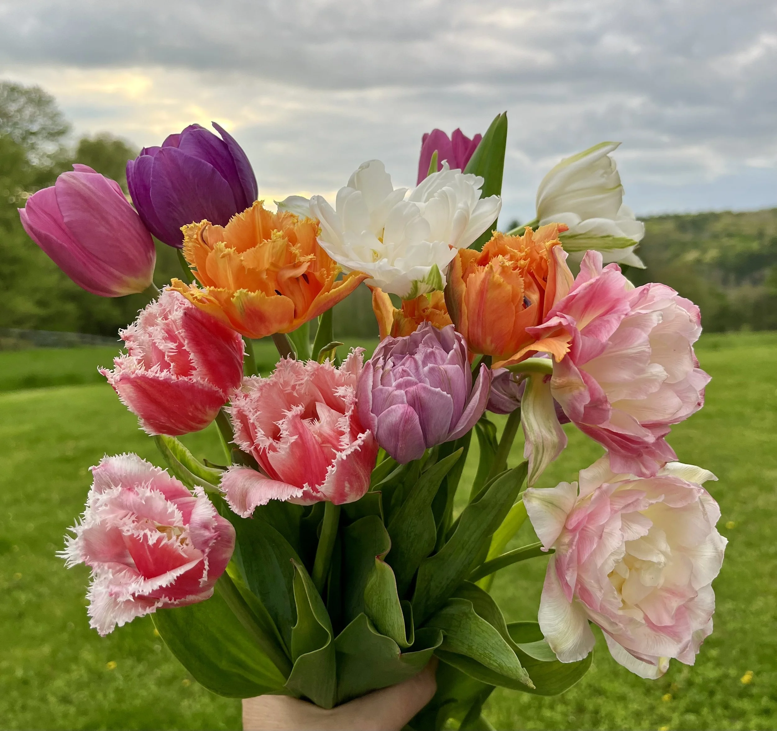 2026 APRIL Bunny Love Tulip Subscription