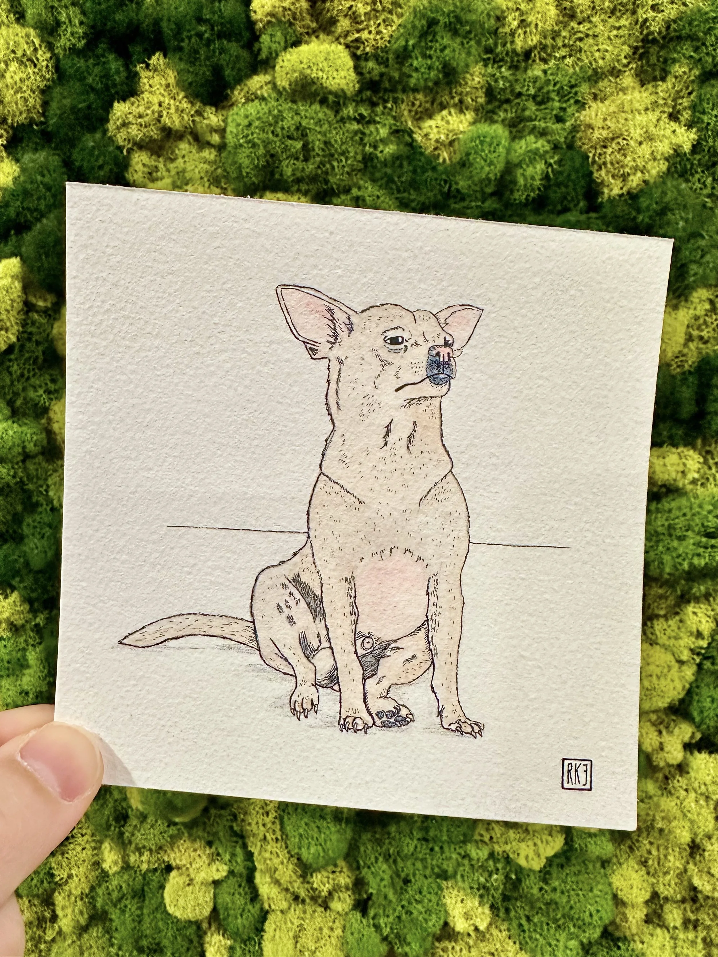 Teepo - A Pup Portrait