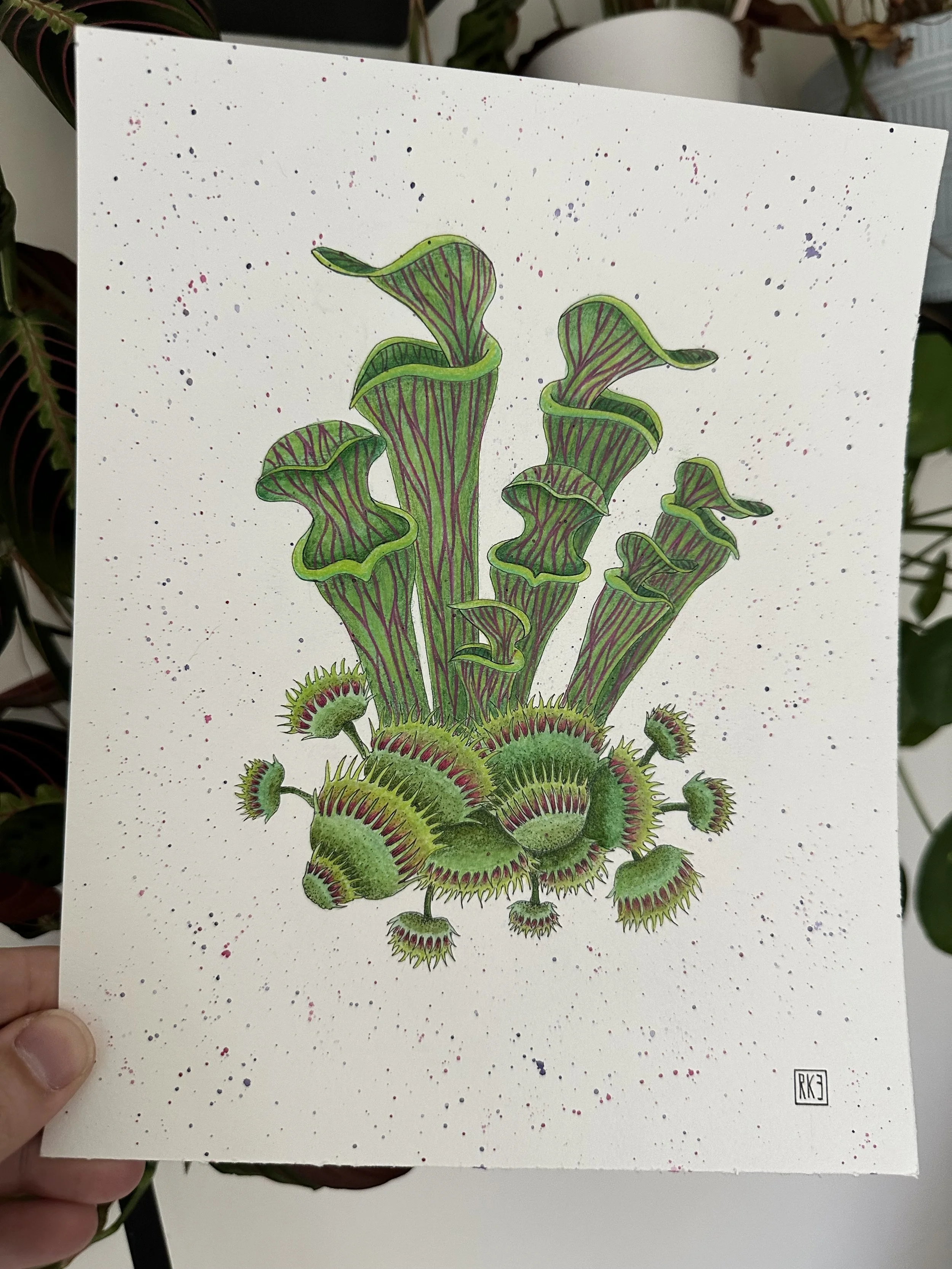 Pitcher Plants & Venus Fly Traps