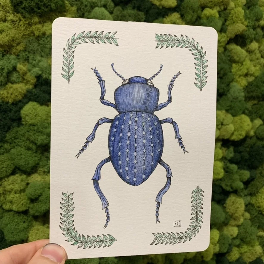 Blue Death-Feigning Beetle