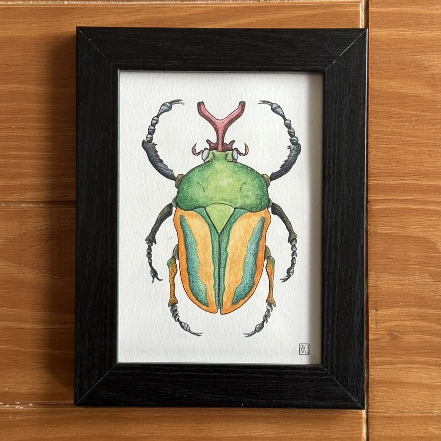 Striped Love Beetle