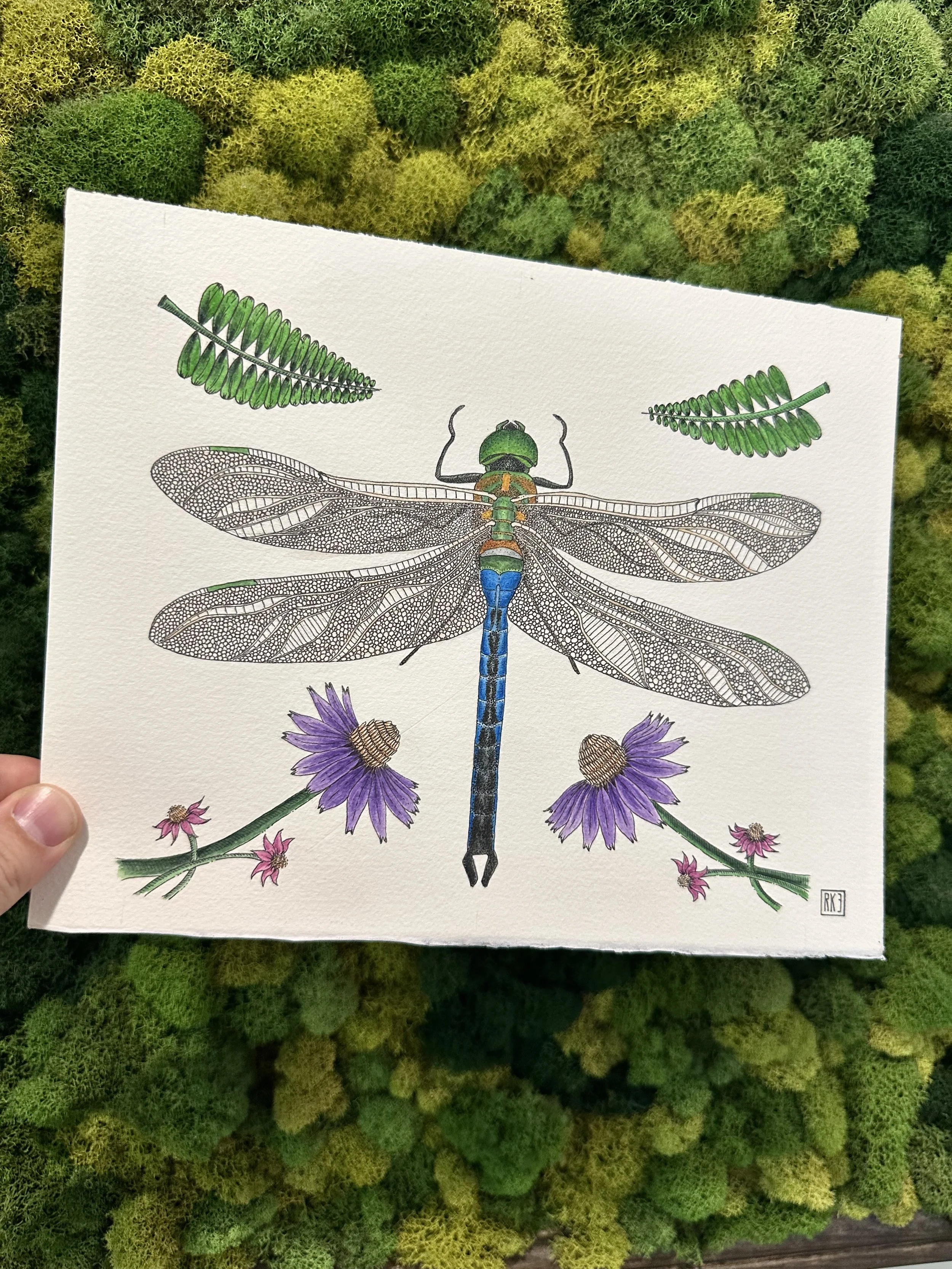 Common Green Darner
