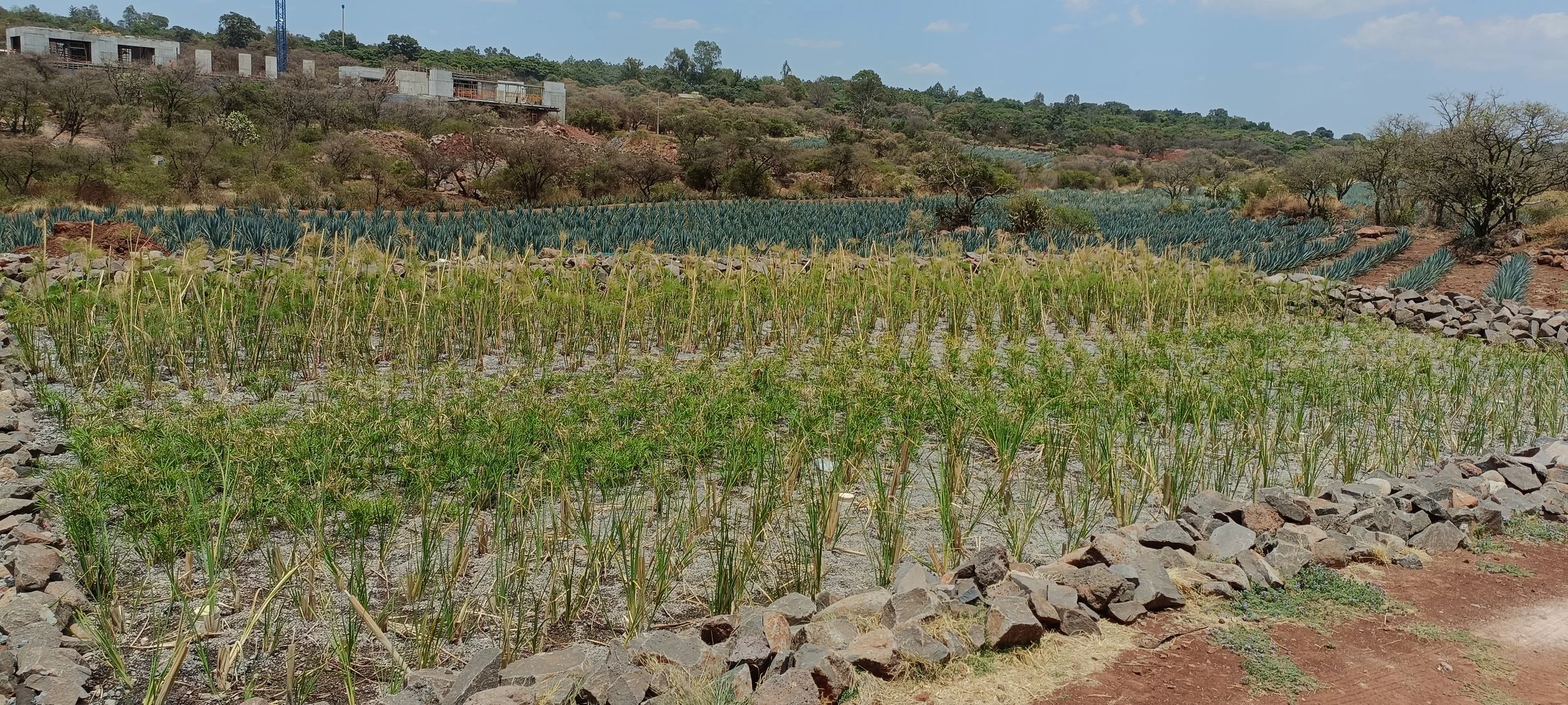 Wetland with agave plants in the background