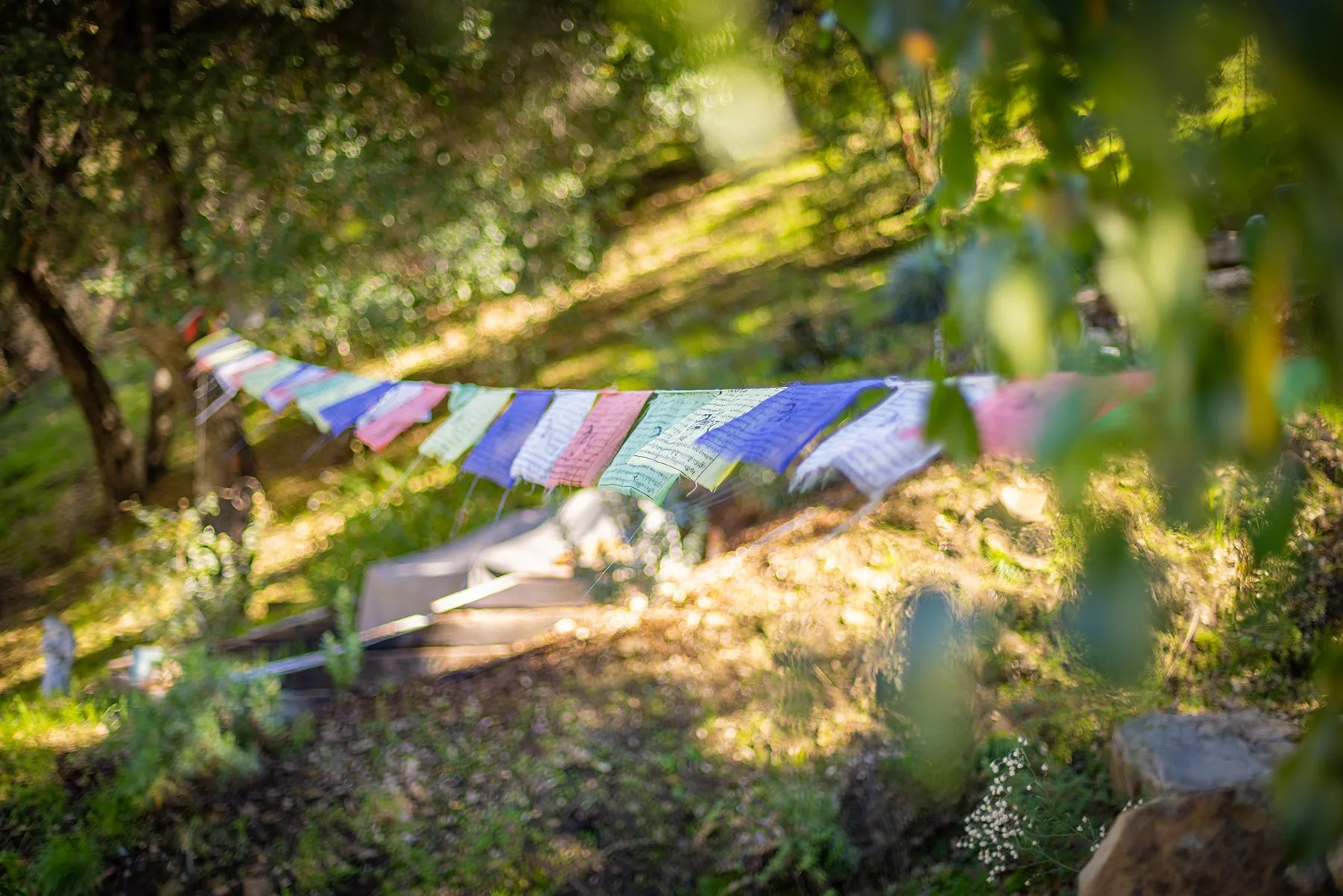 S8C_15990 Maricopa_26.jpeg