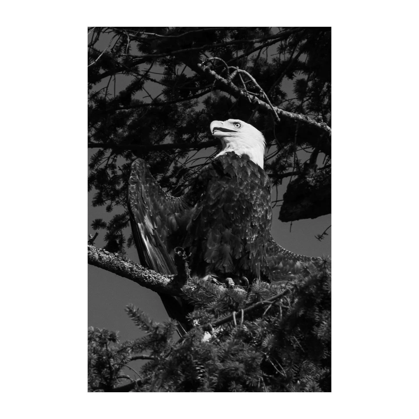 orcas island, WA 
july 2025
