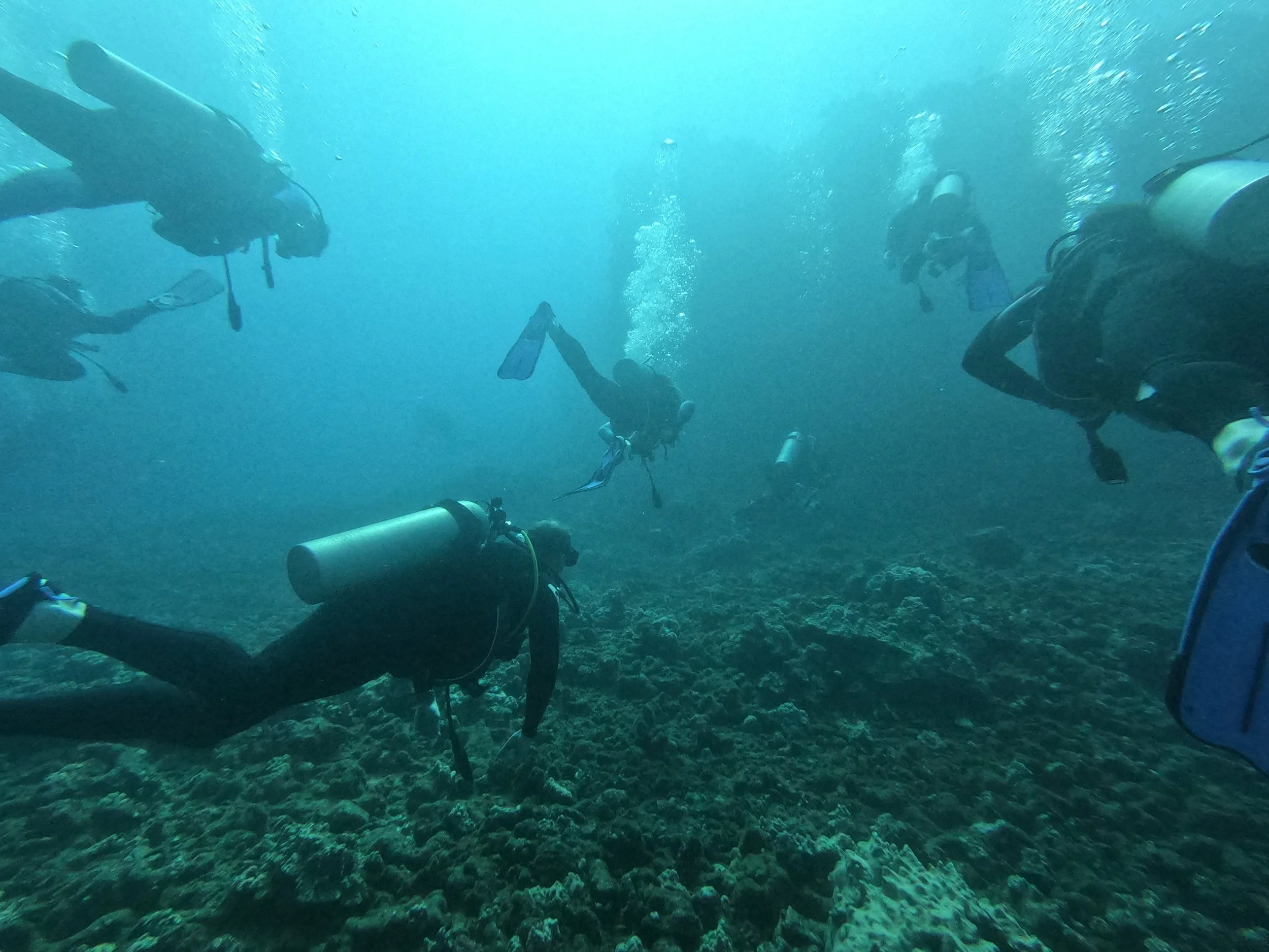 diver-herd.JPG