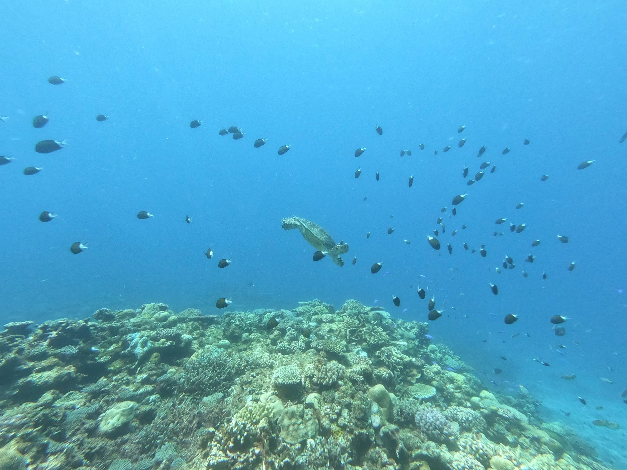 turltle with fish .JPG