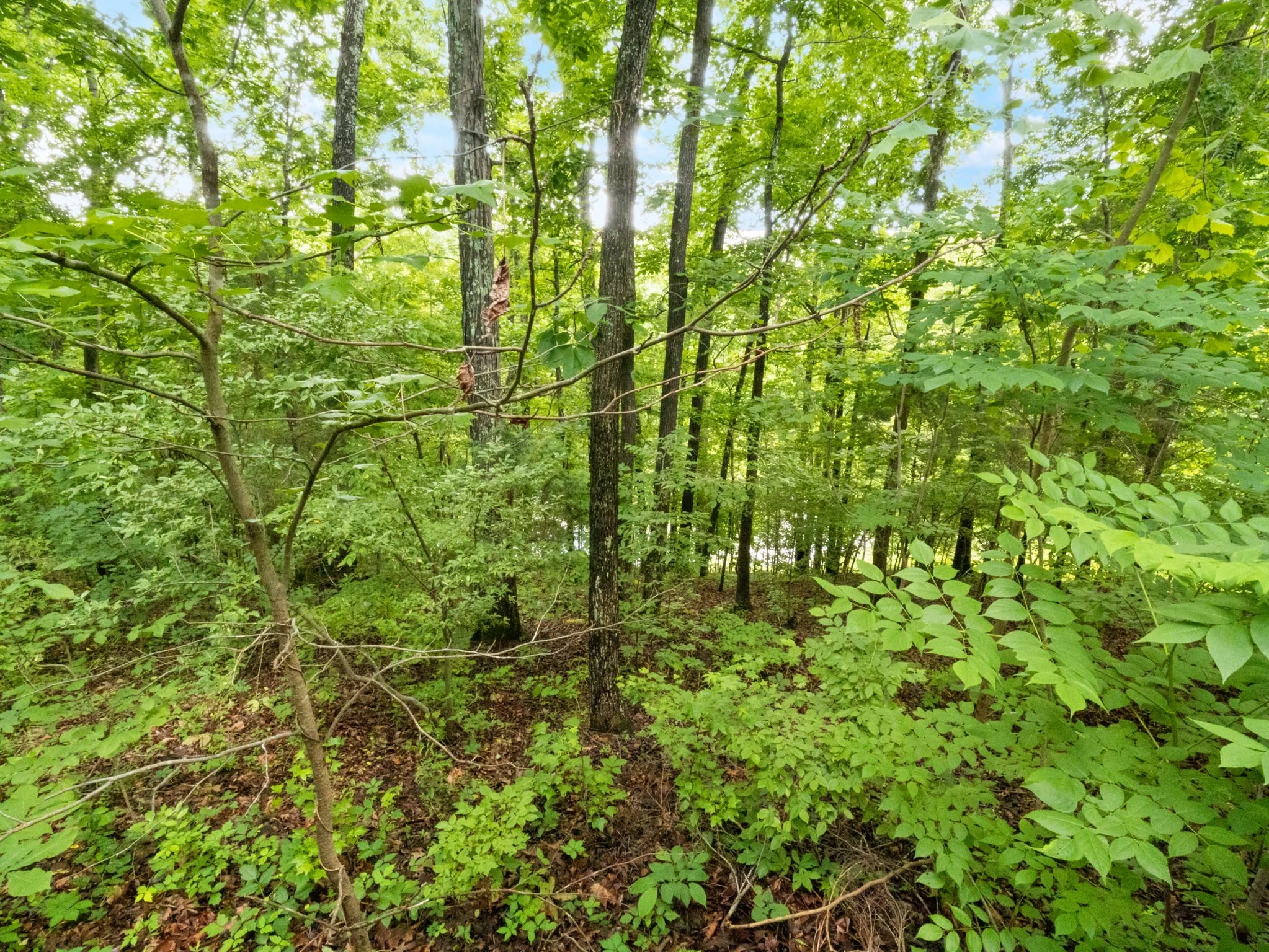 38-web-or-mls-P1025735.jpg