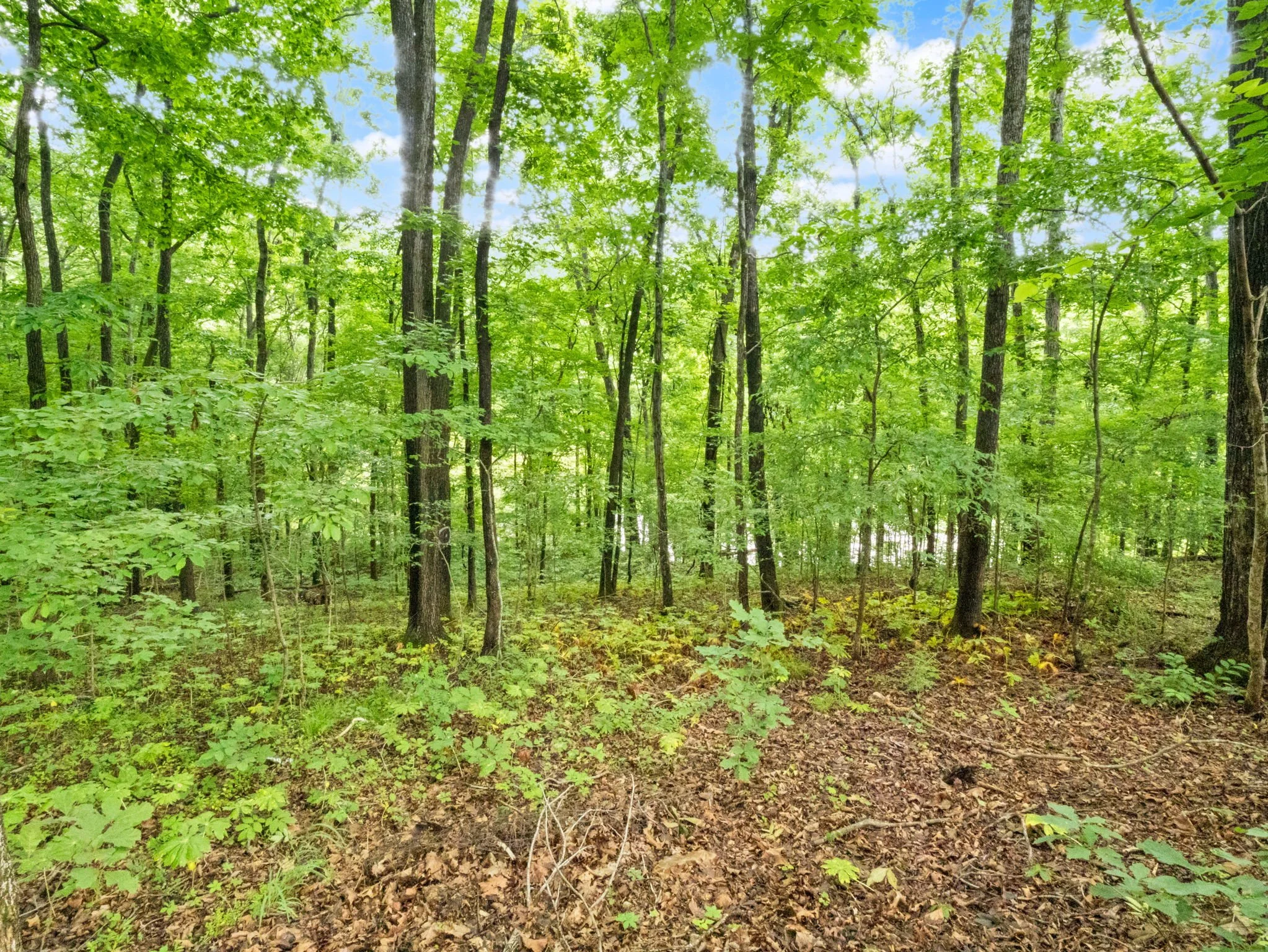 42-web-or-mls-P1025750.jpg