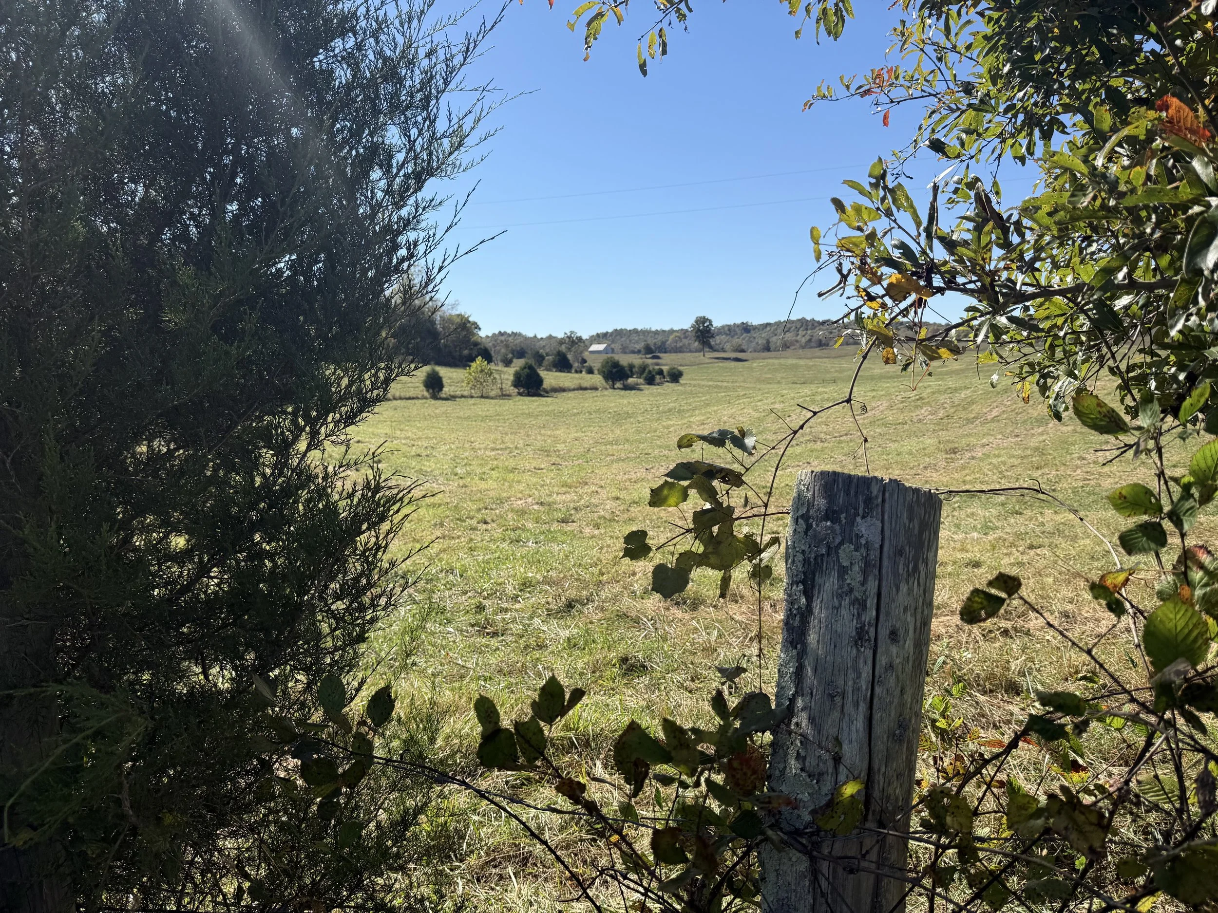 IMG_2784.jpeg
