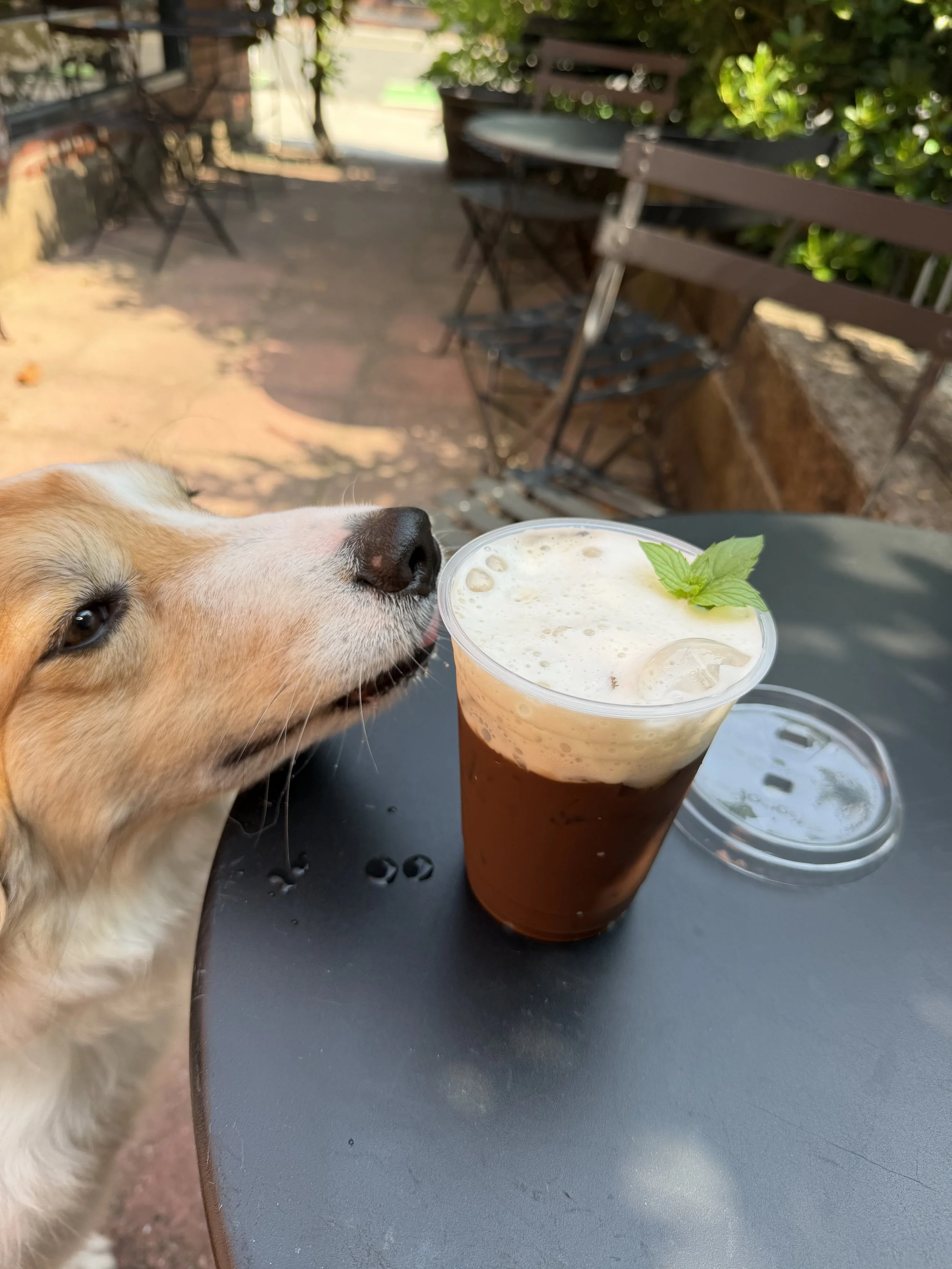 A close-up of a dog's face, a latte with foam and mint leaves on top, on a black table outdoors, with blurred chairs and green foliage in the background.