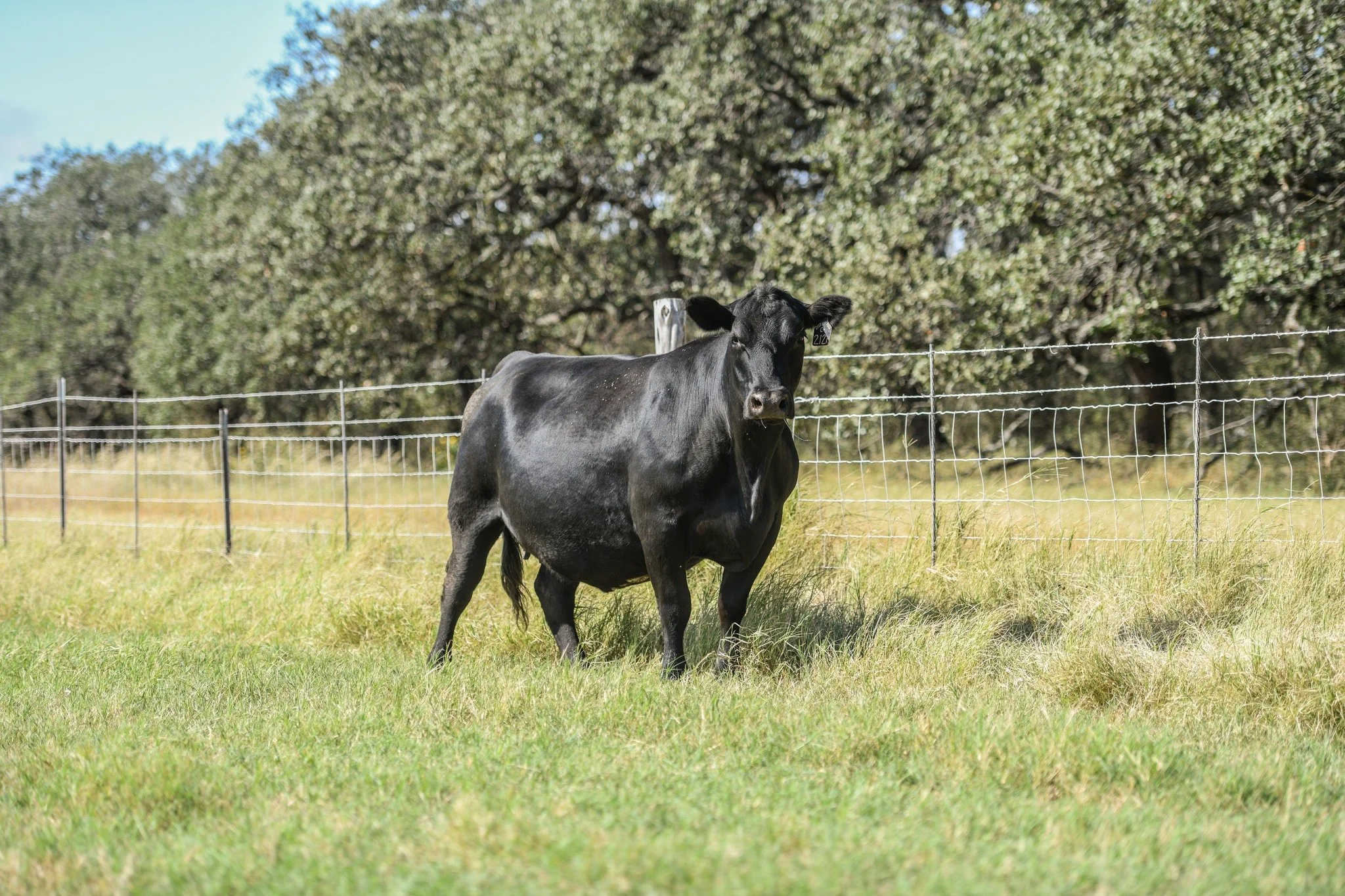 Community is key. 

We are firm believers that we aren't supposed to do life alone, and that transcends to our cattle business. That is why we feel grateful to have attended the American Angus Association Convention over the weekend. Being in fellows