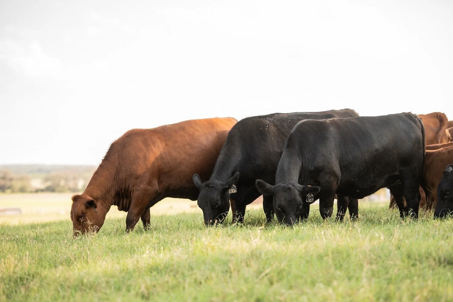 &ldquo;Whoa, we&rsquo;re halfway there&hellip;&rdquo; 🎶

It&rsquo;s only Wednesday, but we&rsquo;ve been working on two exciting projects this week. We&rsquo;ve started the protocol to set up donor cows to collect embryos and captured content for th