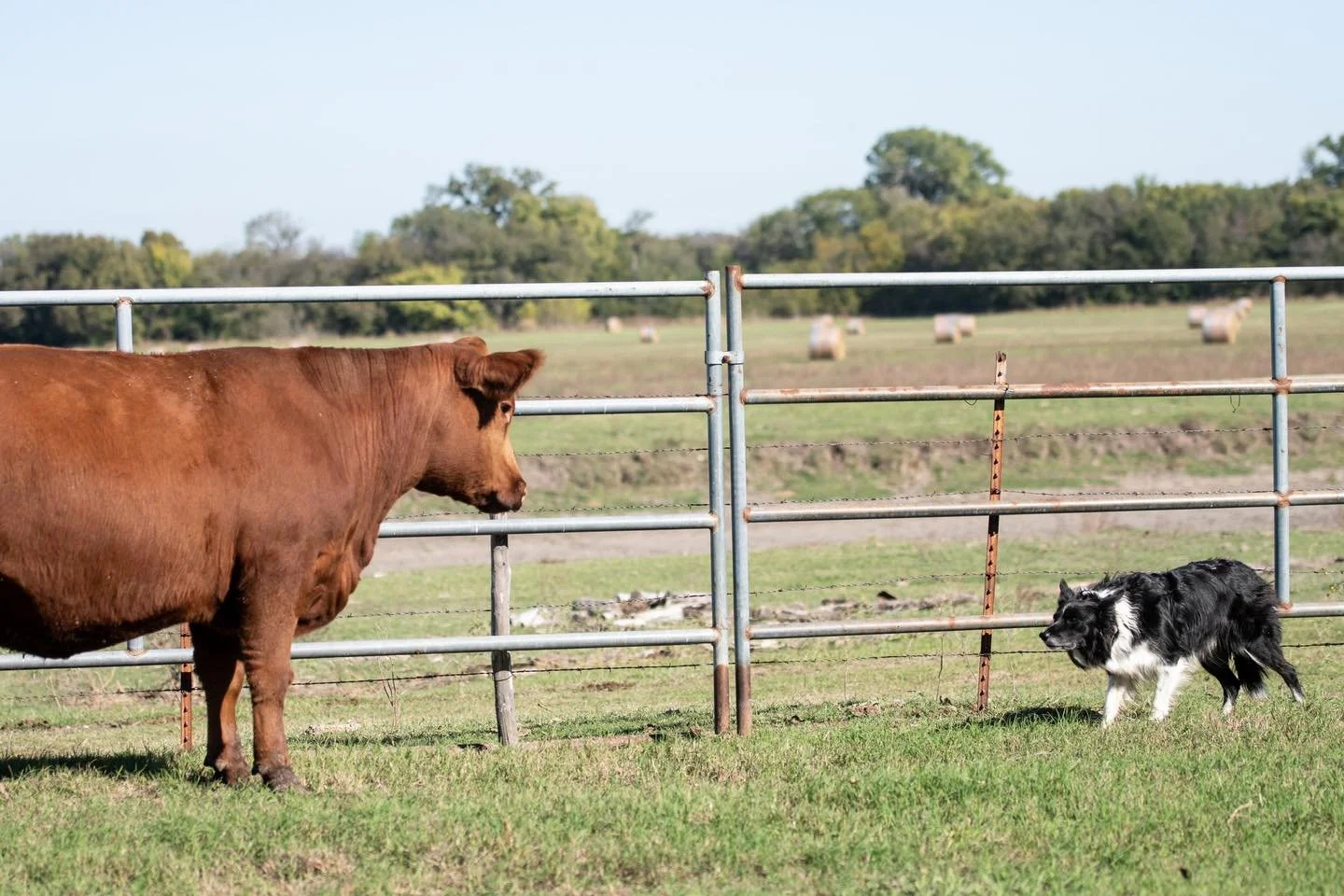 With help from both our two-legged and four-legged friends across the state, the Focus on the Future Red Angus Production Sale offering is live online for viewing! 

Check it out @dvauction today, and mark your calendar for December 4. 

#jenningsven