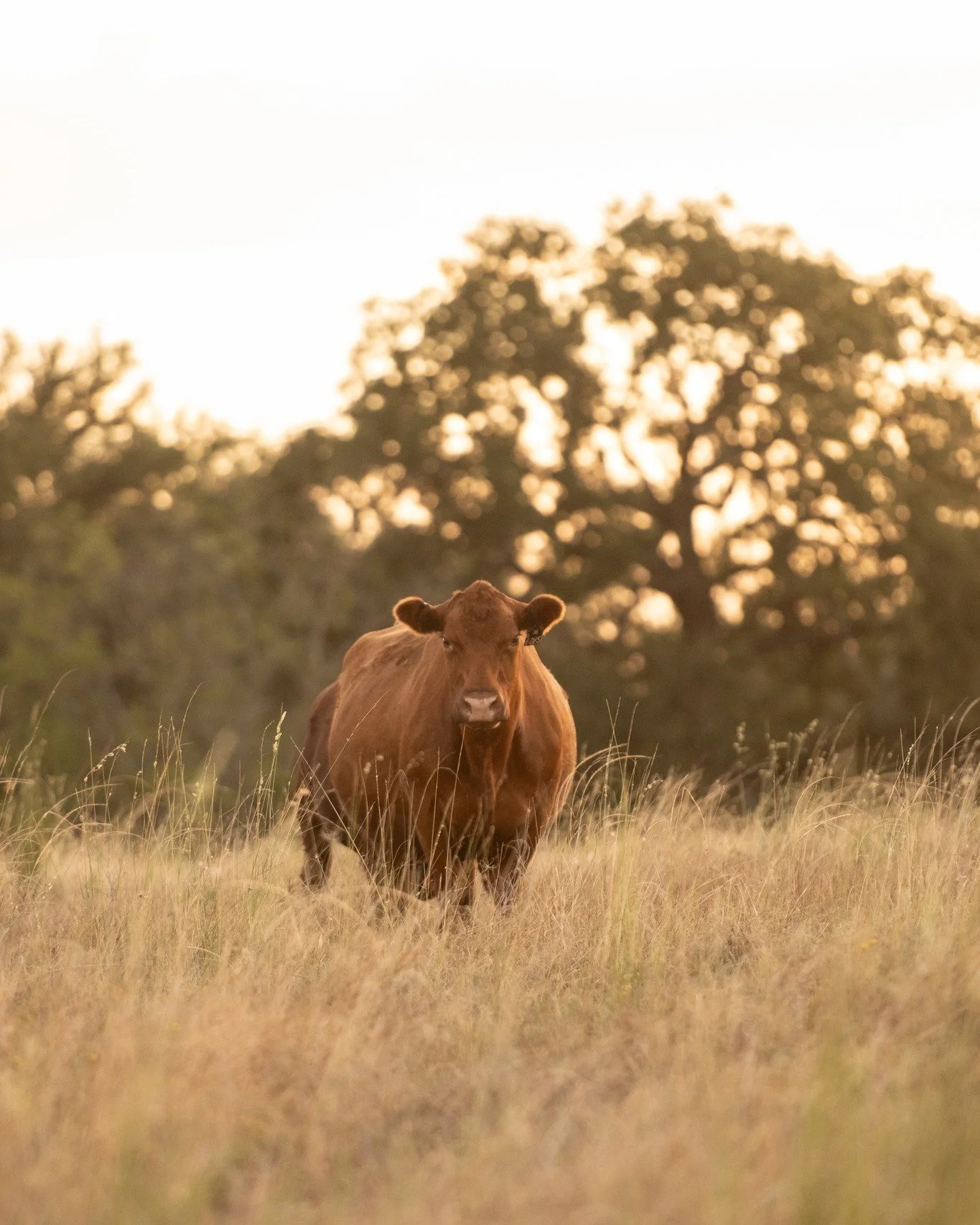 Doing some online Christmas shopping this week? If yes, then these big announcements are for you. 🎉 

First, the Focus on the Future Online Red Angus Production sale is open for bidding at DVAuction.com.

Second, our Whipped Beef Tallow and Tallow C