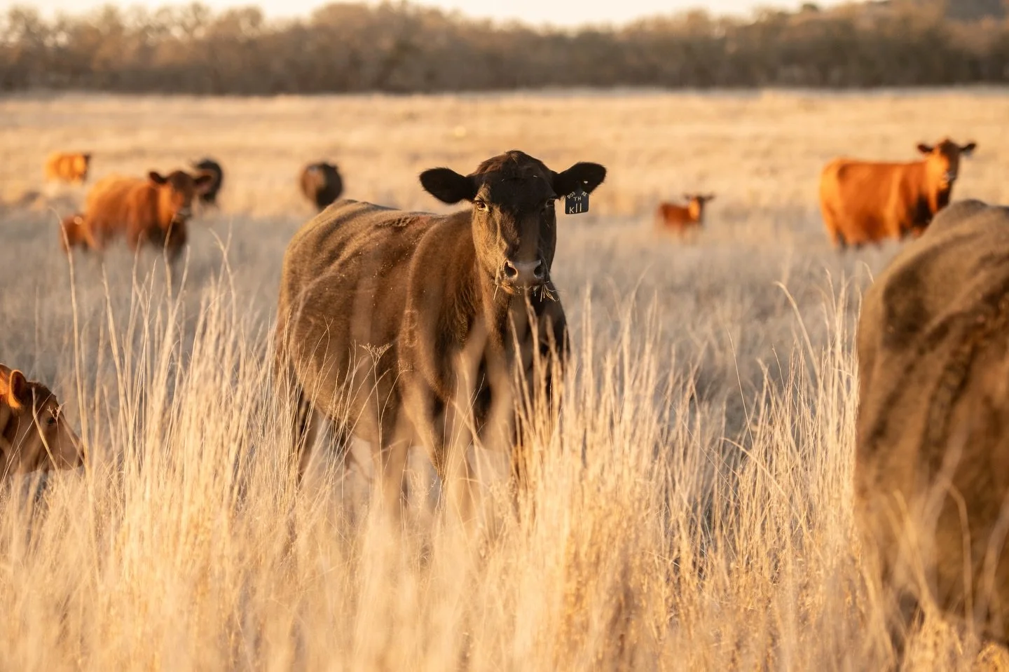 The moment we&rsquo;ve been waiting for&hellip;

It is AI day! After considering phenotype and spending many evenings evaluating data, the matings are decided. Our hope is we have paired cattle that complement each other and make the next calf crop e