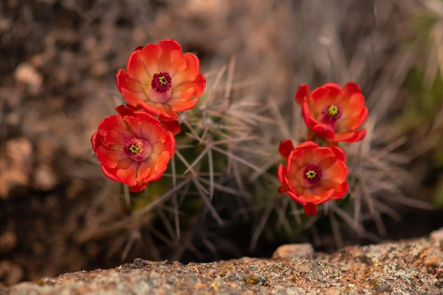 A lot can happen in three days. 🤍

That phrase continues to run through our minds as we anticipate the celebration of our Risen Savior tomorrow. It wasn&rsquo;t until this year that the idea of a thorny cactus blooming made a parallel to this very s
