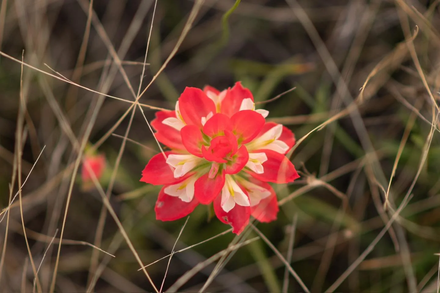 &ldquo;Honor her for all that her hands have done, and let her works bring her praise at the city gate.&rdquo; 
‭‭
-Proverbs‬ ‭31‬:‭31‬ 🤍

#masoncounty #jenningsventurescattle #texashillcountry #mothersday #wildflowers