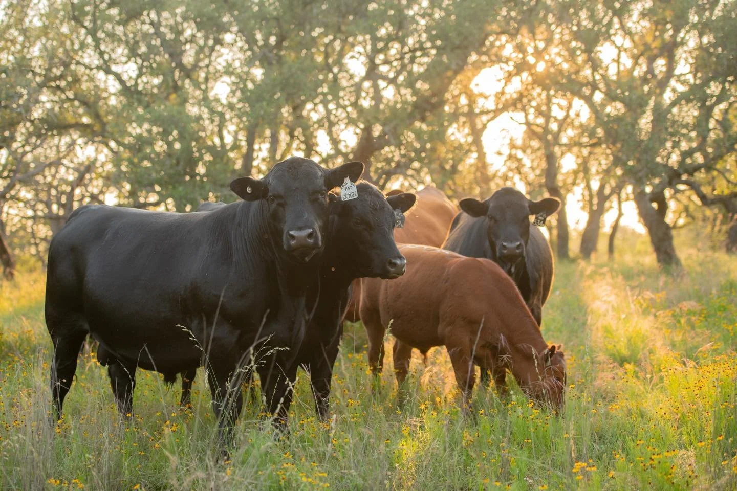 Seeing Bluestem out with cows on pasture is a sight we won&rsquo;t grow tired of! 

We feel fortunate to have purchased this bull from Dalebanks Angus last fall in partnership with Jones Ranch and R.A. Brown Ranch. If what we&rsquo;ve seen so far is 