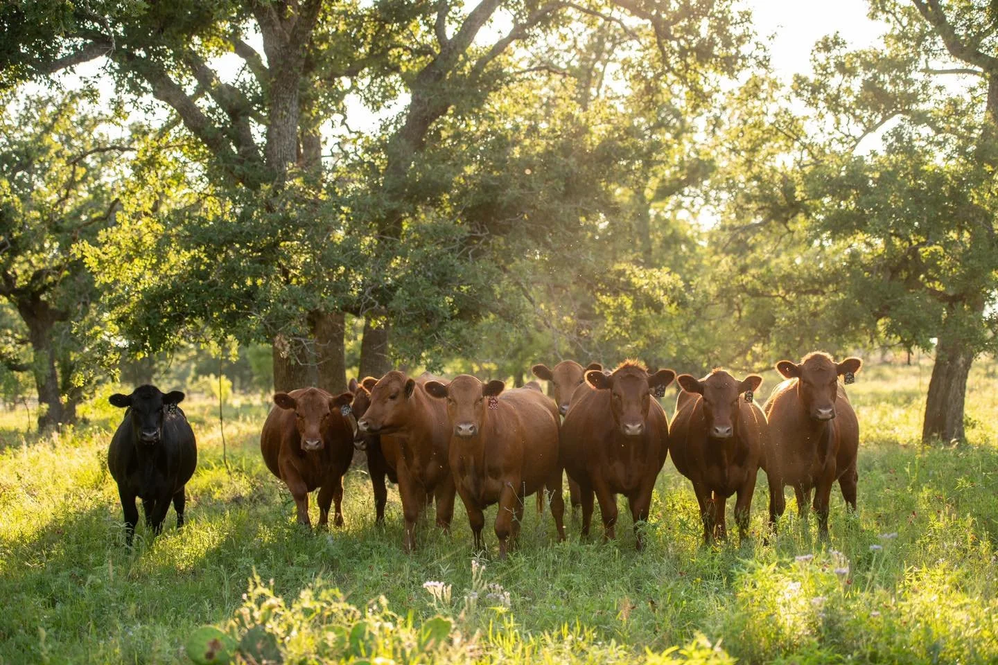 One of these is unlike the rest&hellip;

We raise both black and Red Angus cattle because we find strengths in both breeds. Sometimes we find the best mating comes from one of each breed, so we end up with some black reds! These matings are strategic