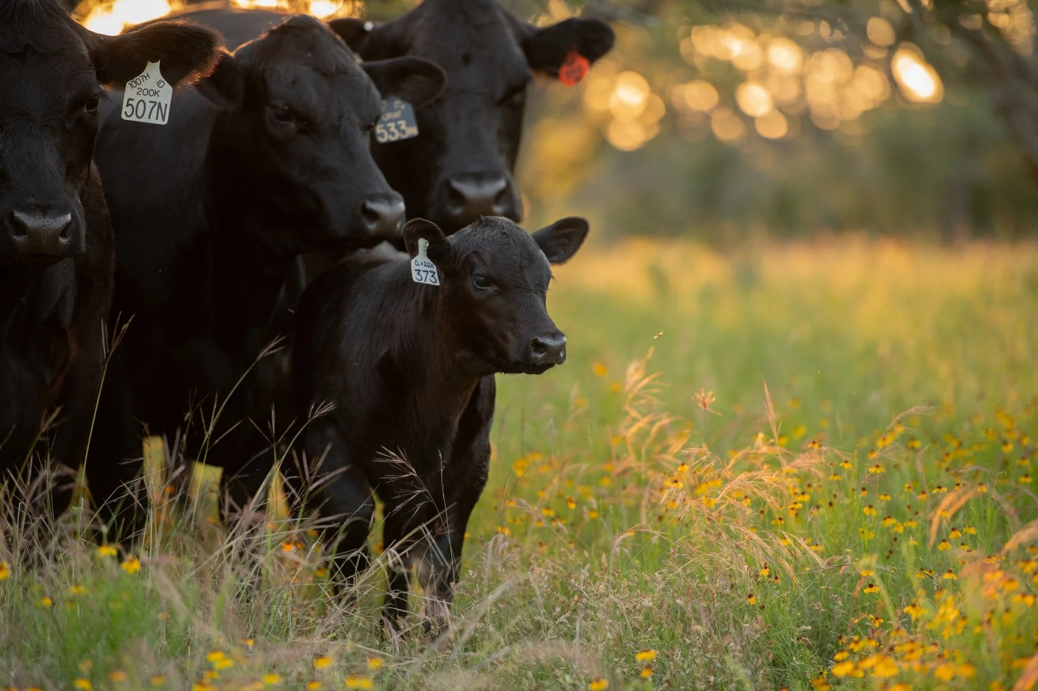 "The steadfast love of the Lord never ceases; his mercies never come to an end; they are new every morning; great is your faithfulness." 🤍

-Lamentations 3:22-23

 #texasfarmsandranches #texashillcountry #cattleraisers #texasfarmbureau #je