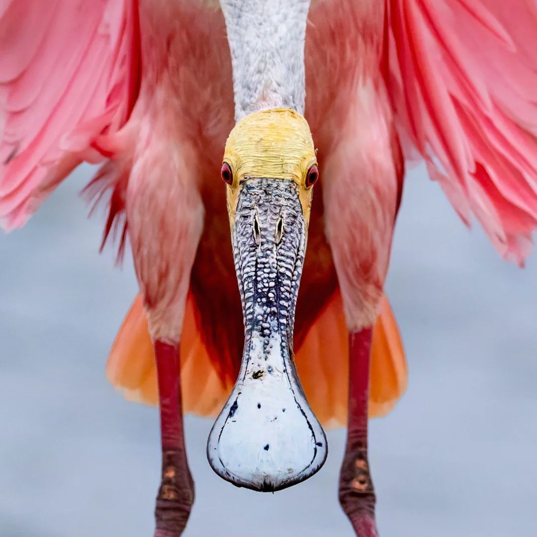 WILDLIFE ICM - FREE 1 hr. WEEKLY ZOOM SESSION
