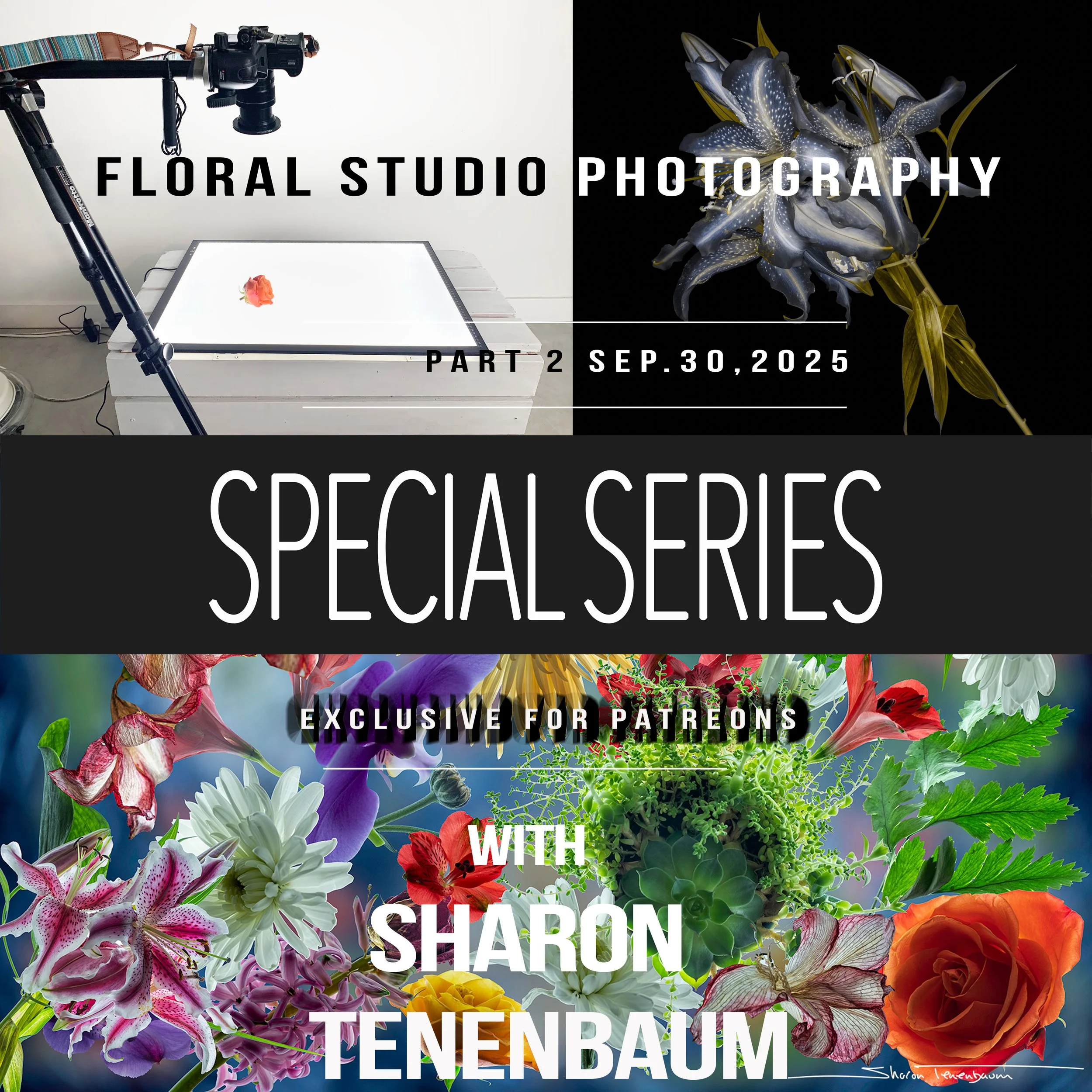 09 Special Series - Floral Part 2  Student's Images - Translucency