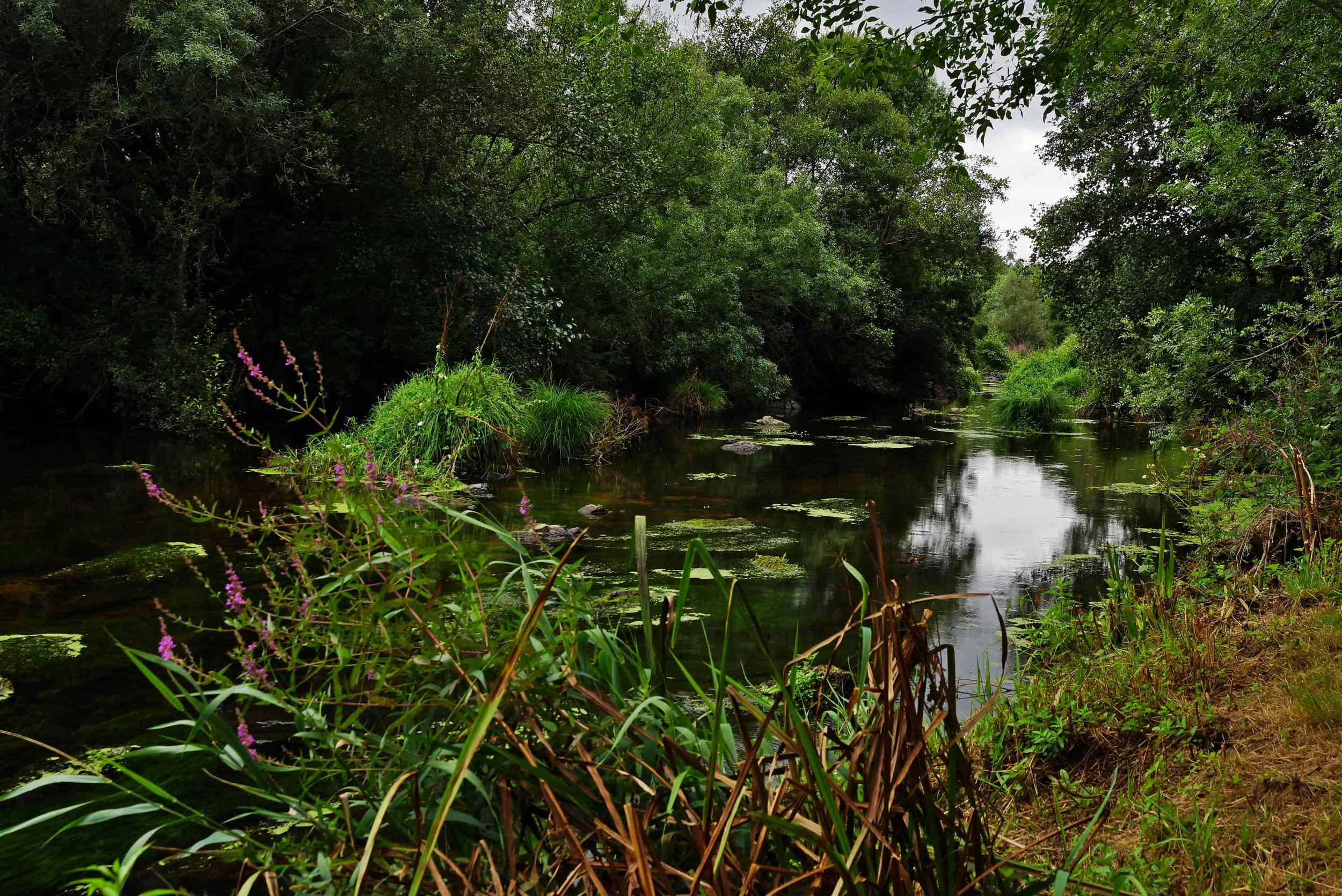 National Forum on Nature-Based Solutions