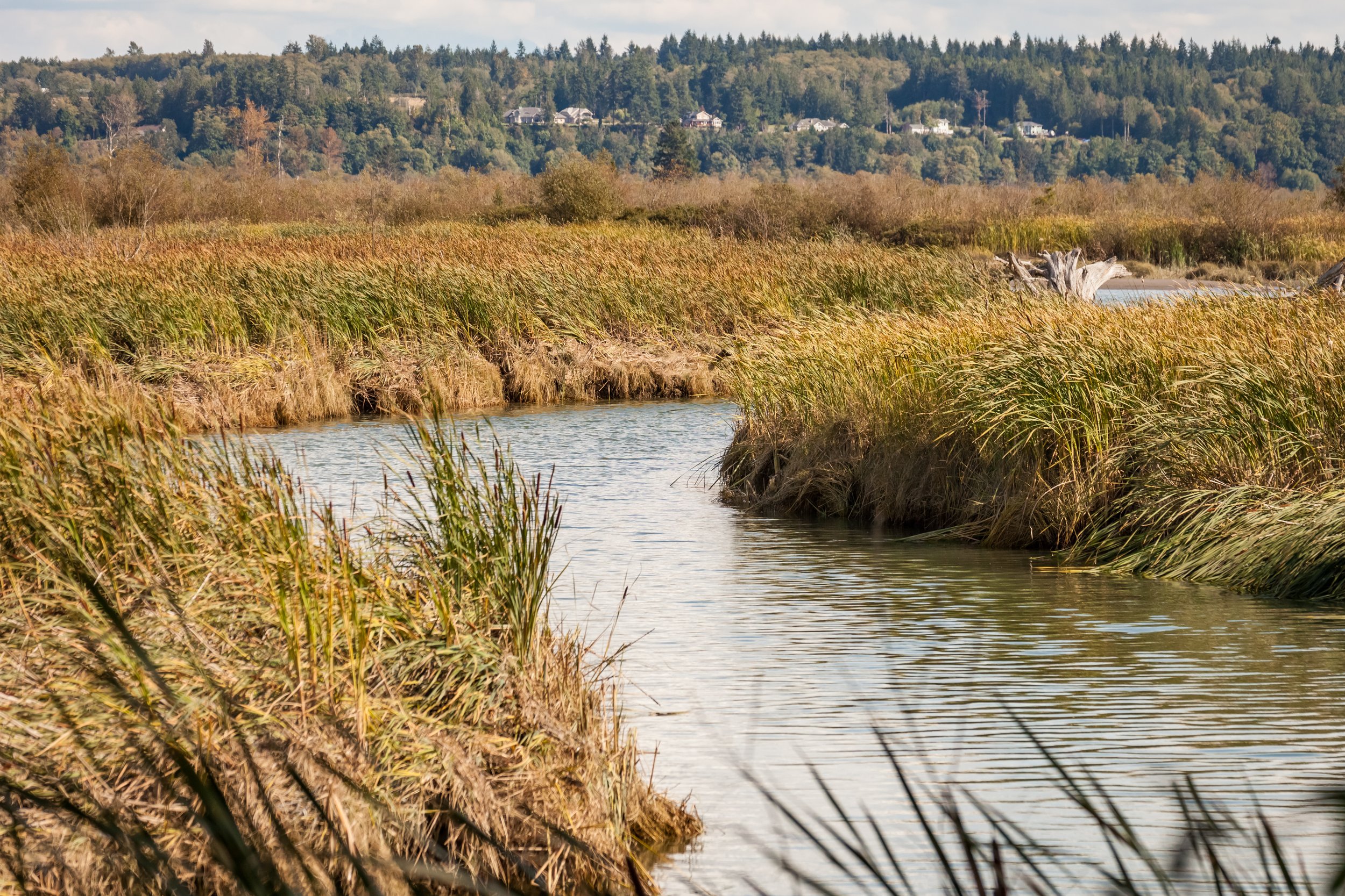Peatlands store more carbon than all tropical forests