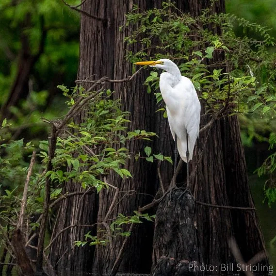 Mississippi’s Wetland Wealth
