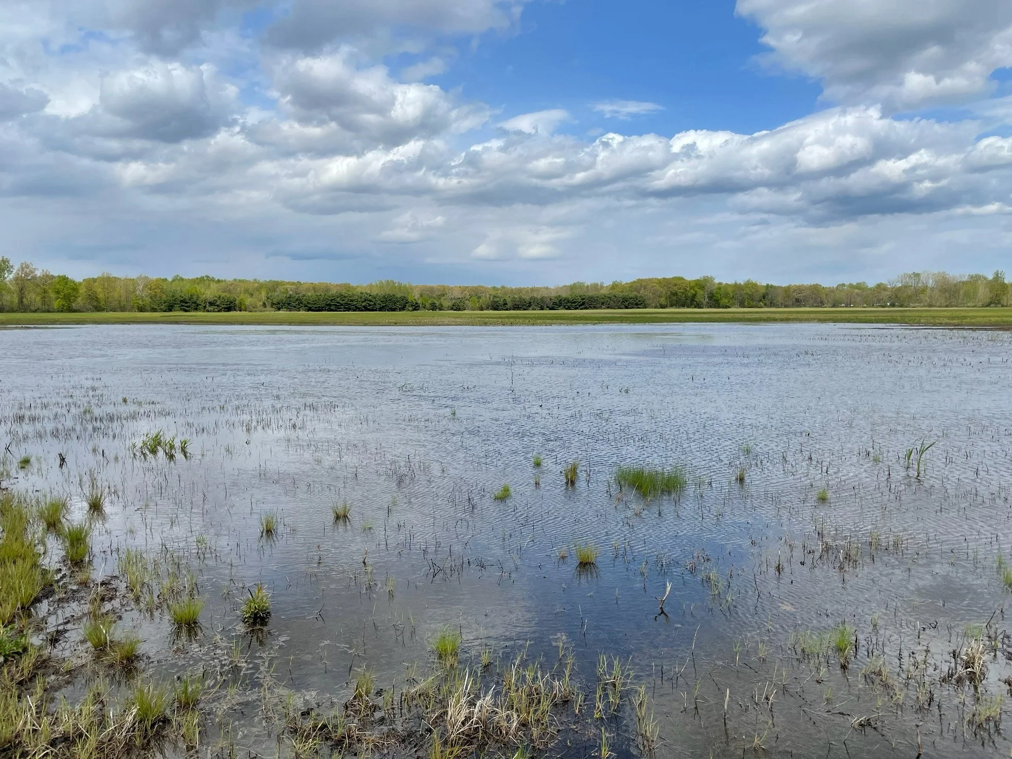 A wetland in Ohio