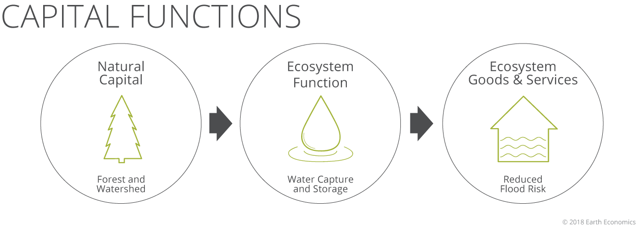 Diagram showing the flow of capital functions with three interconnected circles. The first circle is labeled 'Natural Capital' with a tree icon, indicating forest and watershed. The second circle is labeled 'Ecosystem Function' with a water droplet icon, representing water capture and storage. The third circle is labeled 'Ecosystem Goods & Services' with an arrow pointing upward from a house icon, signifying reduced flood risk.