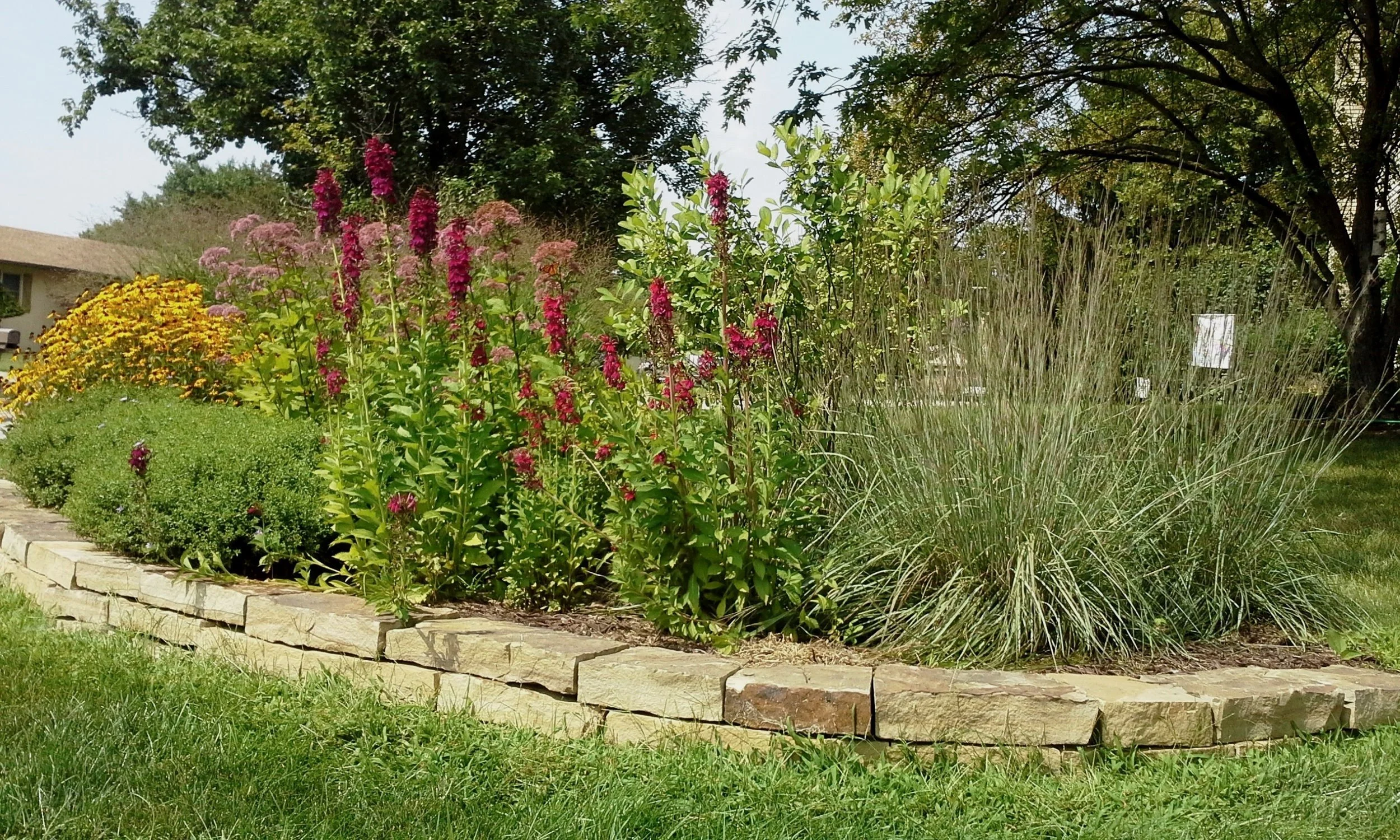 A landscaped garden bed with flowering plants and ornamental grasses, bordered by a stone wall, with a house and trees in the background.