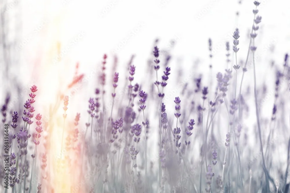 Premier Annual Membership